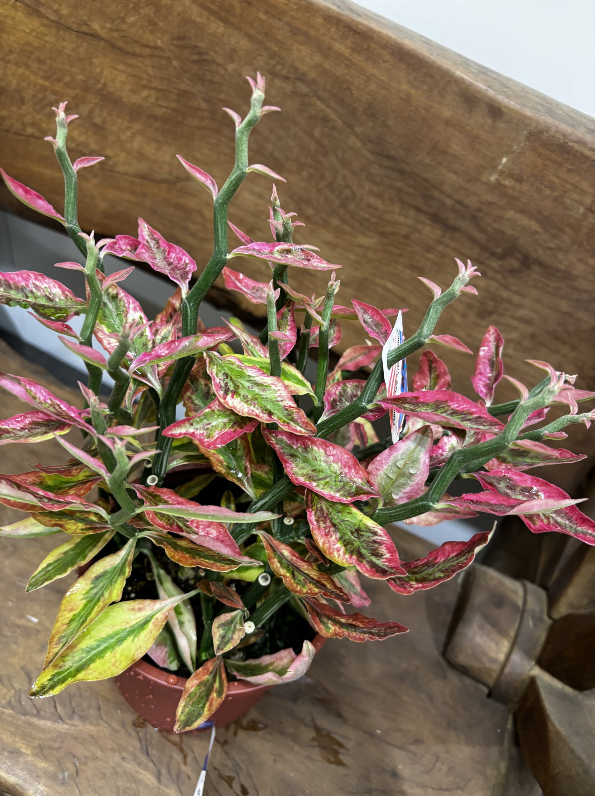 ダイギンリュウ - 画像 (3)