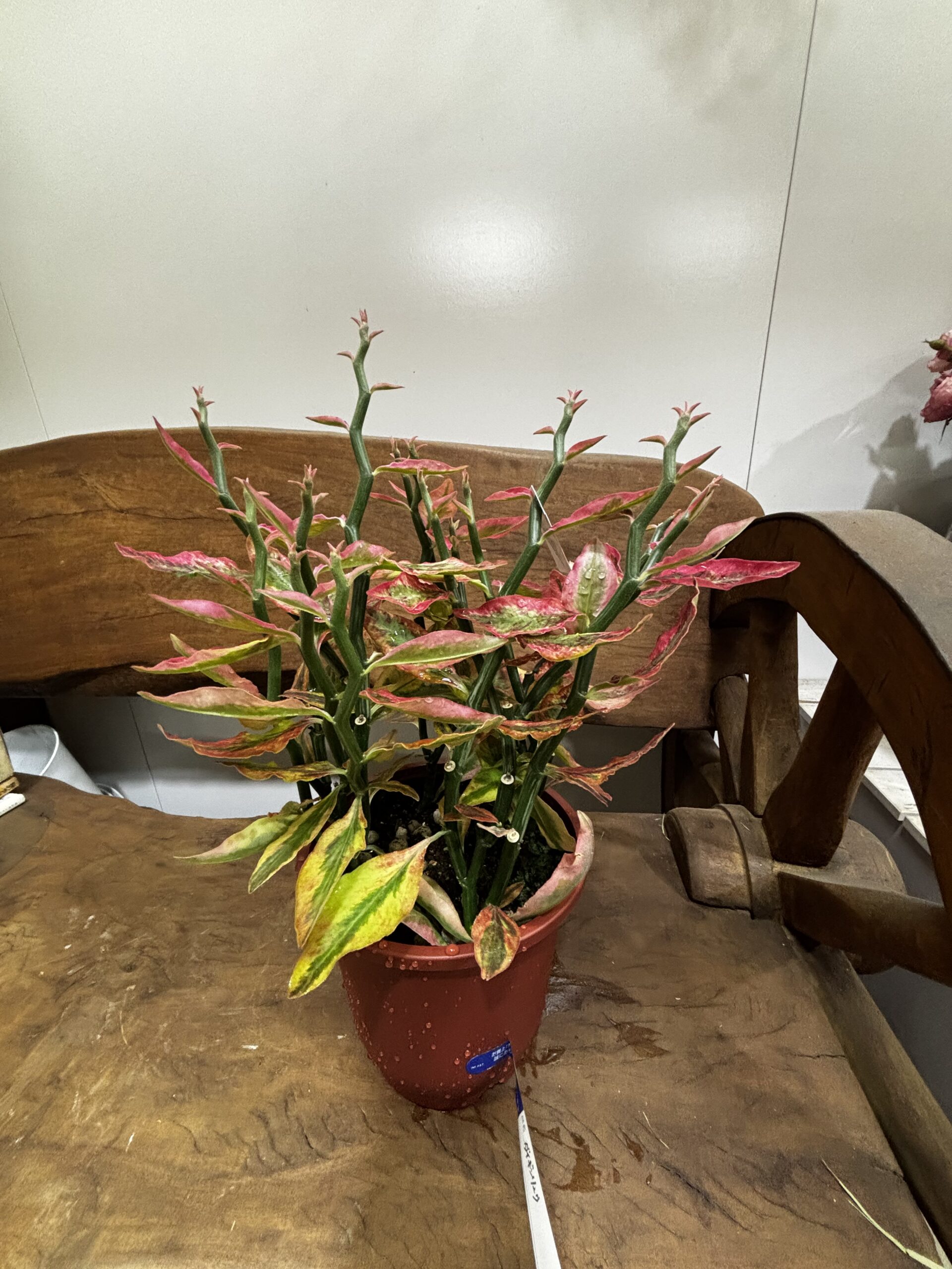 ダイギンリュウ - 画像 (4)