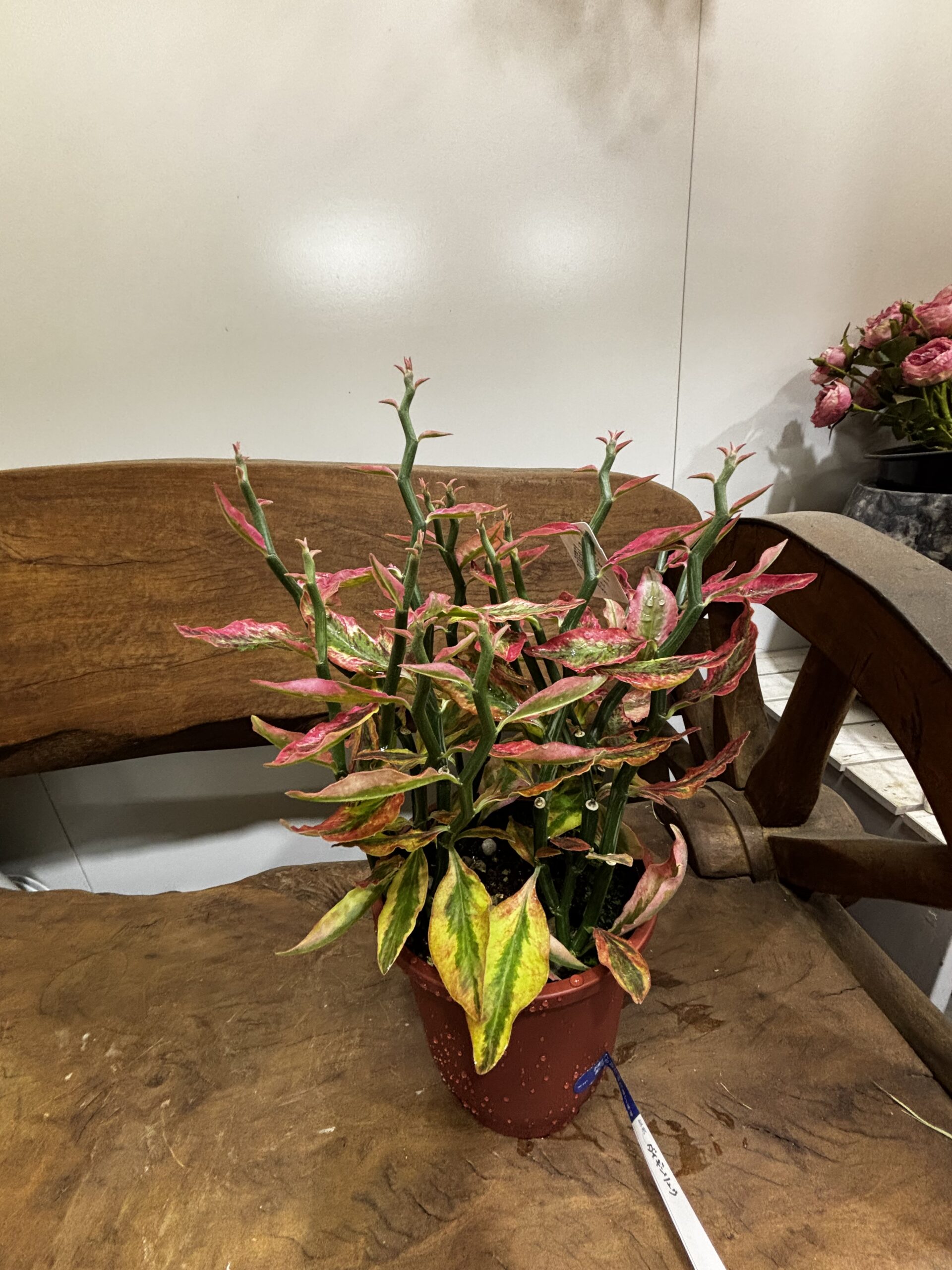 ダイギンリュウ - 画像 (5)