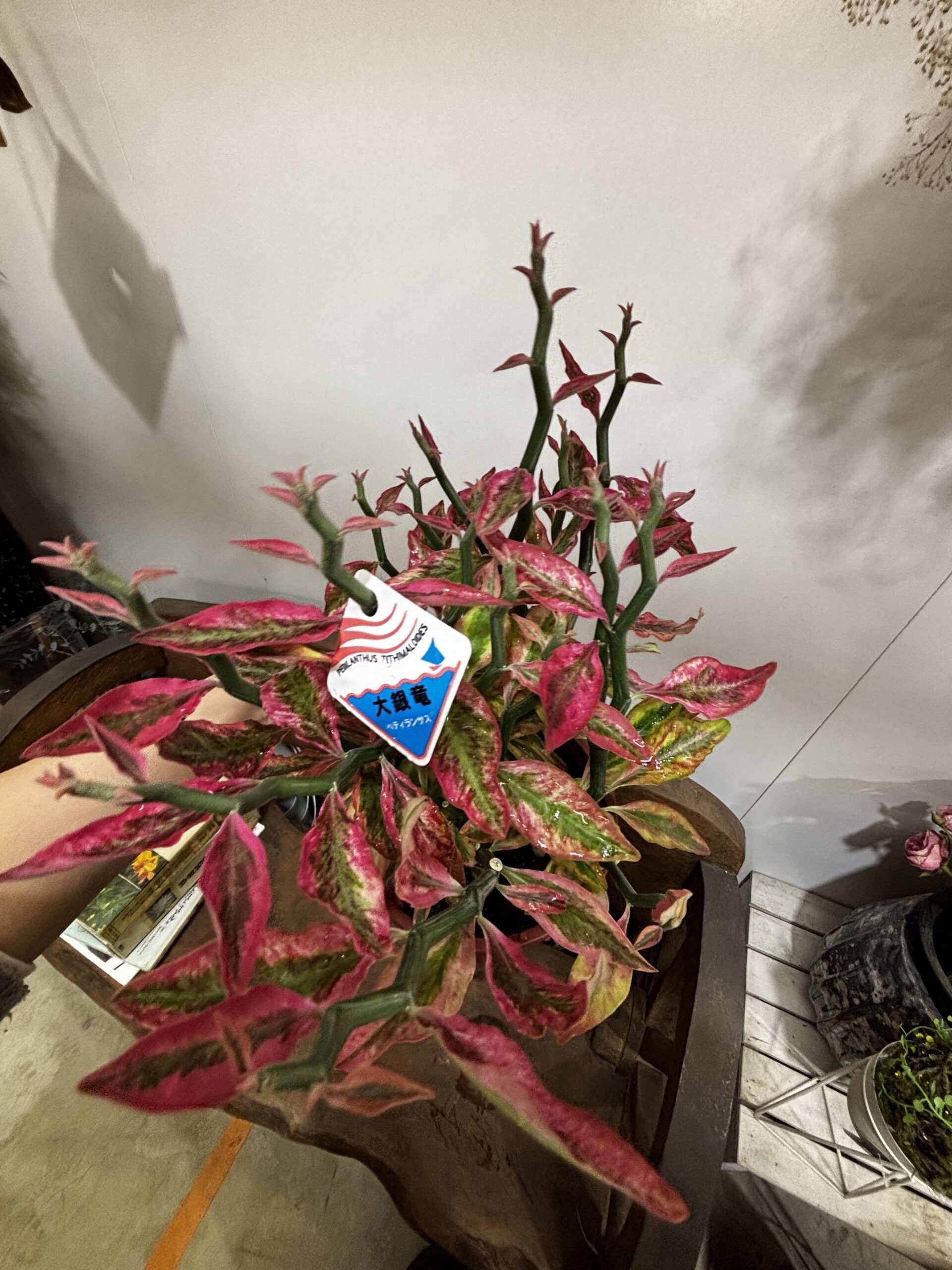 ダイギンリュウ - 画像 (6)