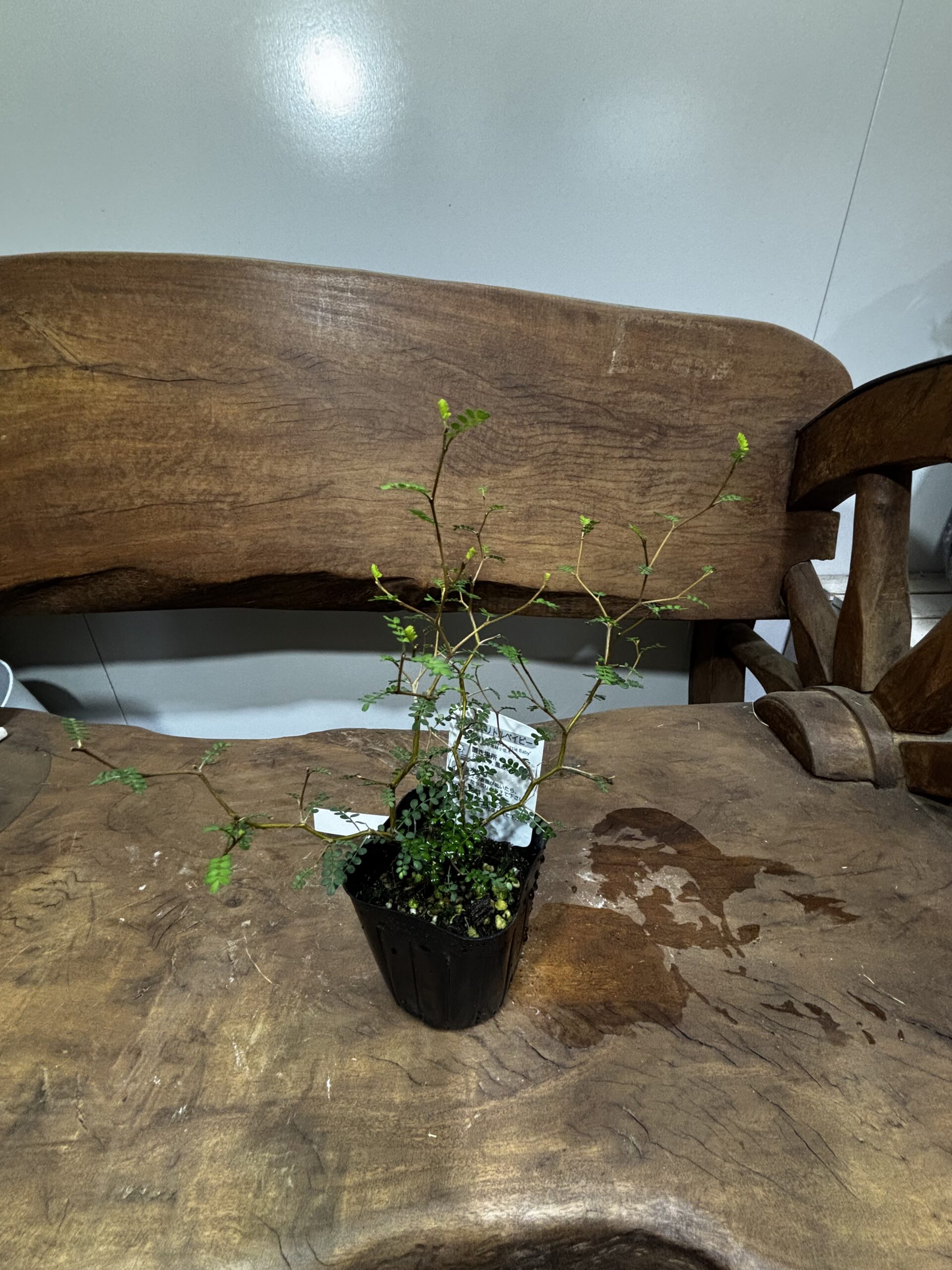 ソフォラ・リトルベビー - 画像 (5)