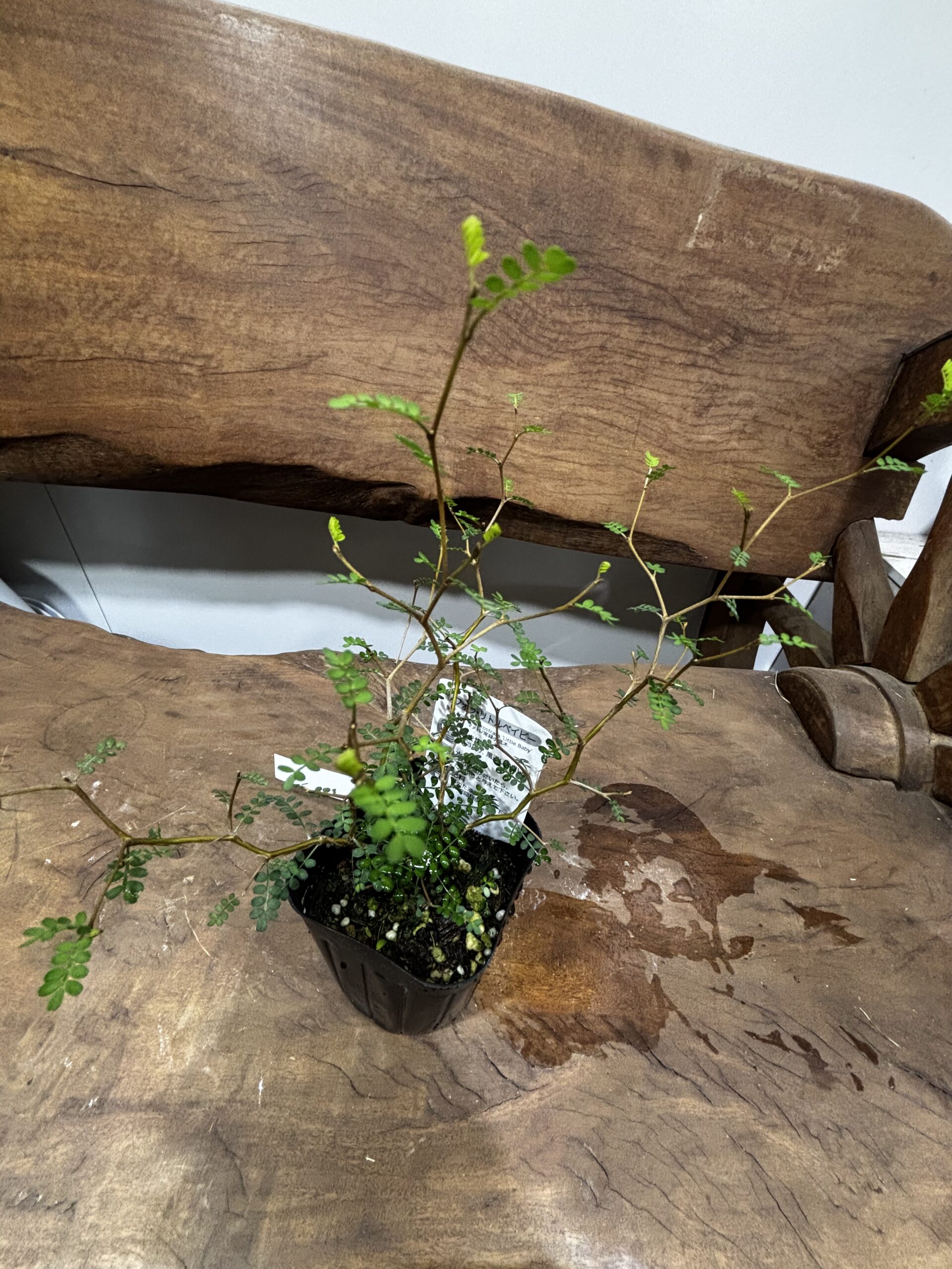 ソフォラ・リトルベビー - 画像 (4)