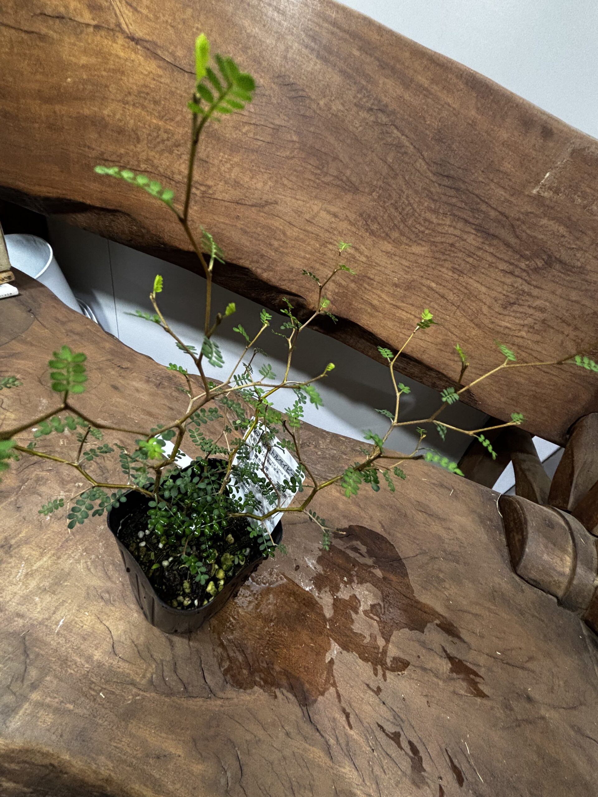 ソフォラ・リトルベビー - 画像 (3)