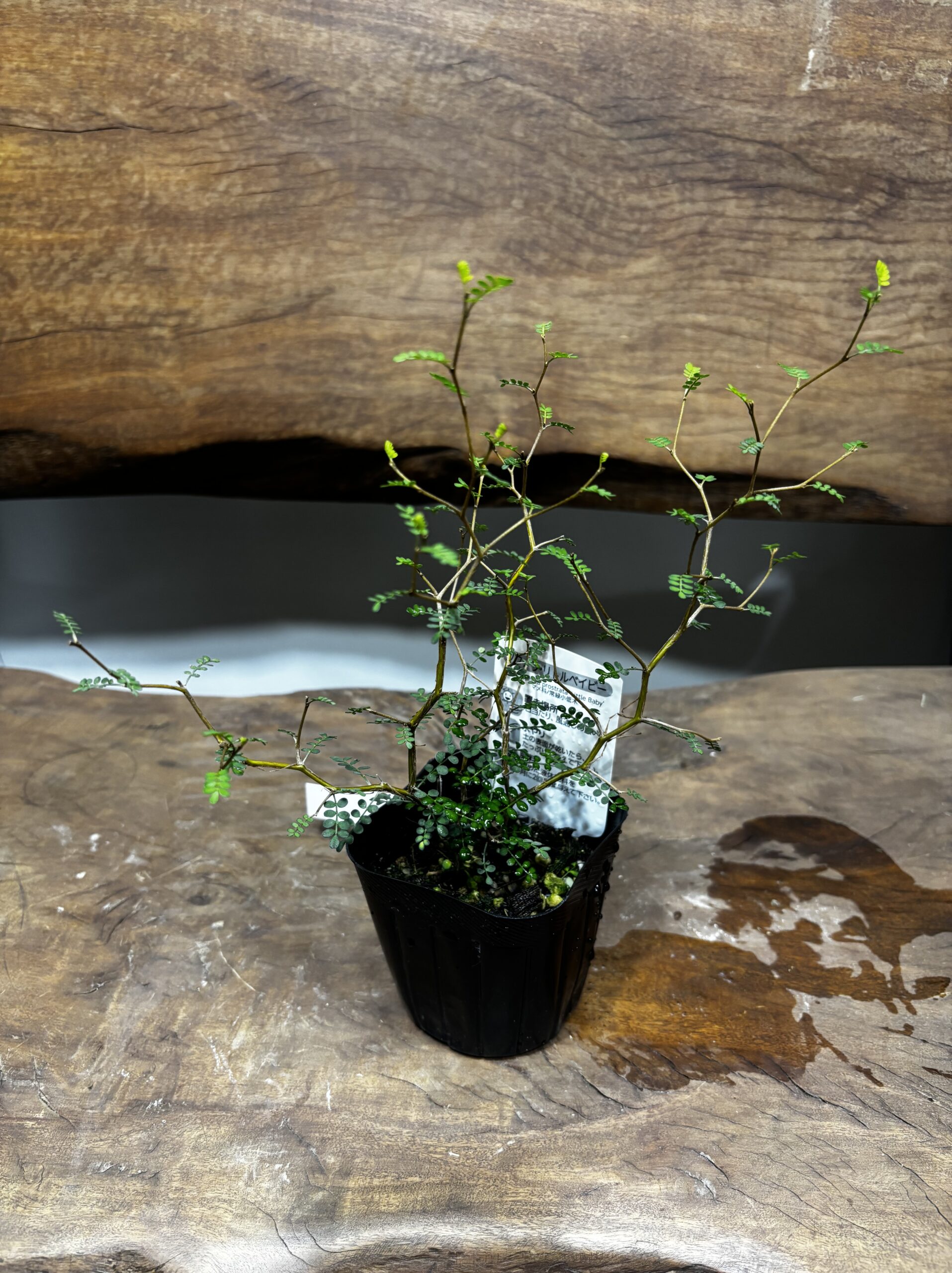 ソフォラ・リトルベビー - 画像 (2)