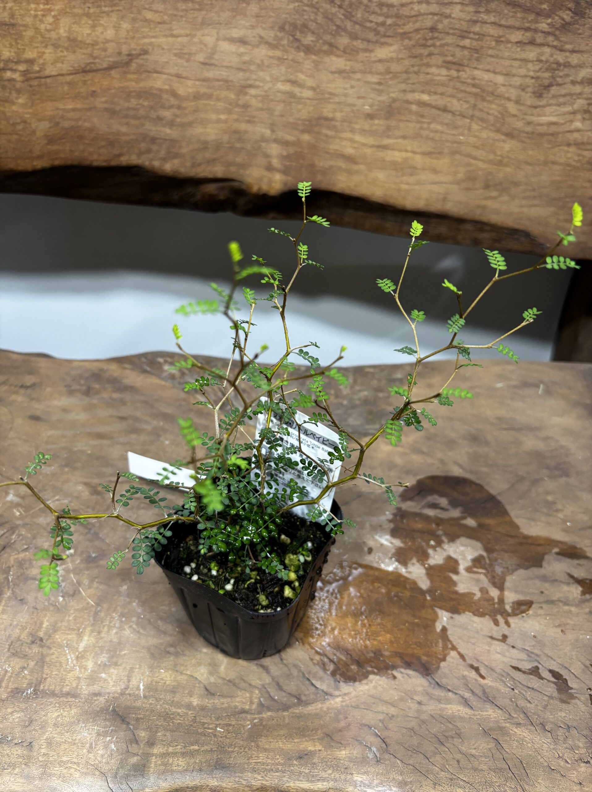 ソフォラ・リトルベビー