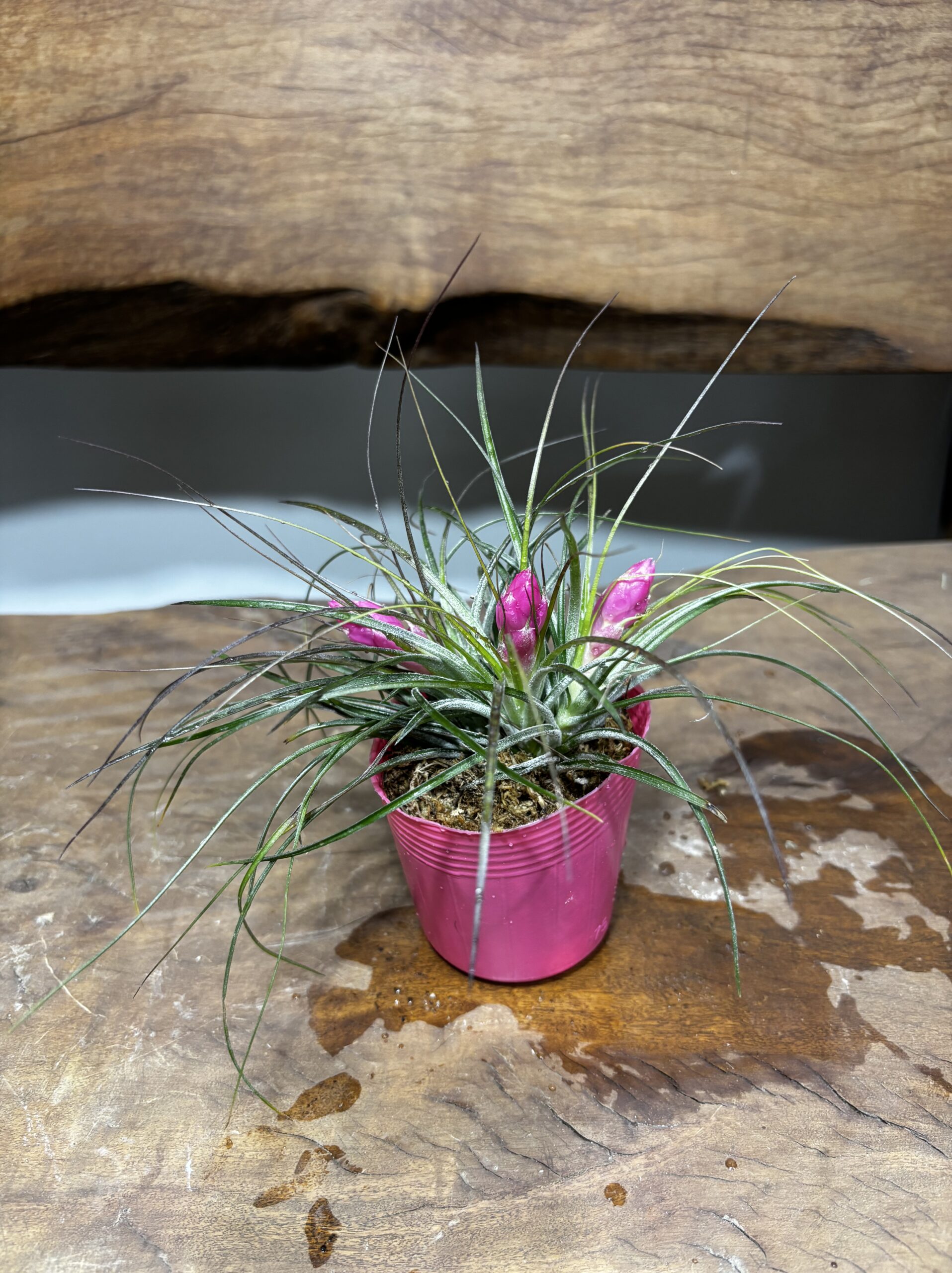 チランドシア いちごちゃん