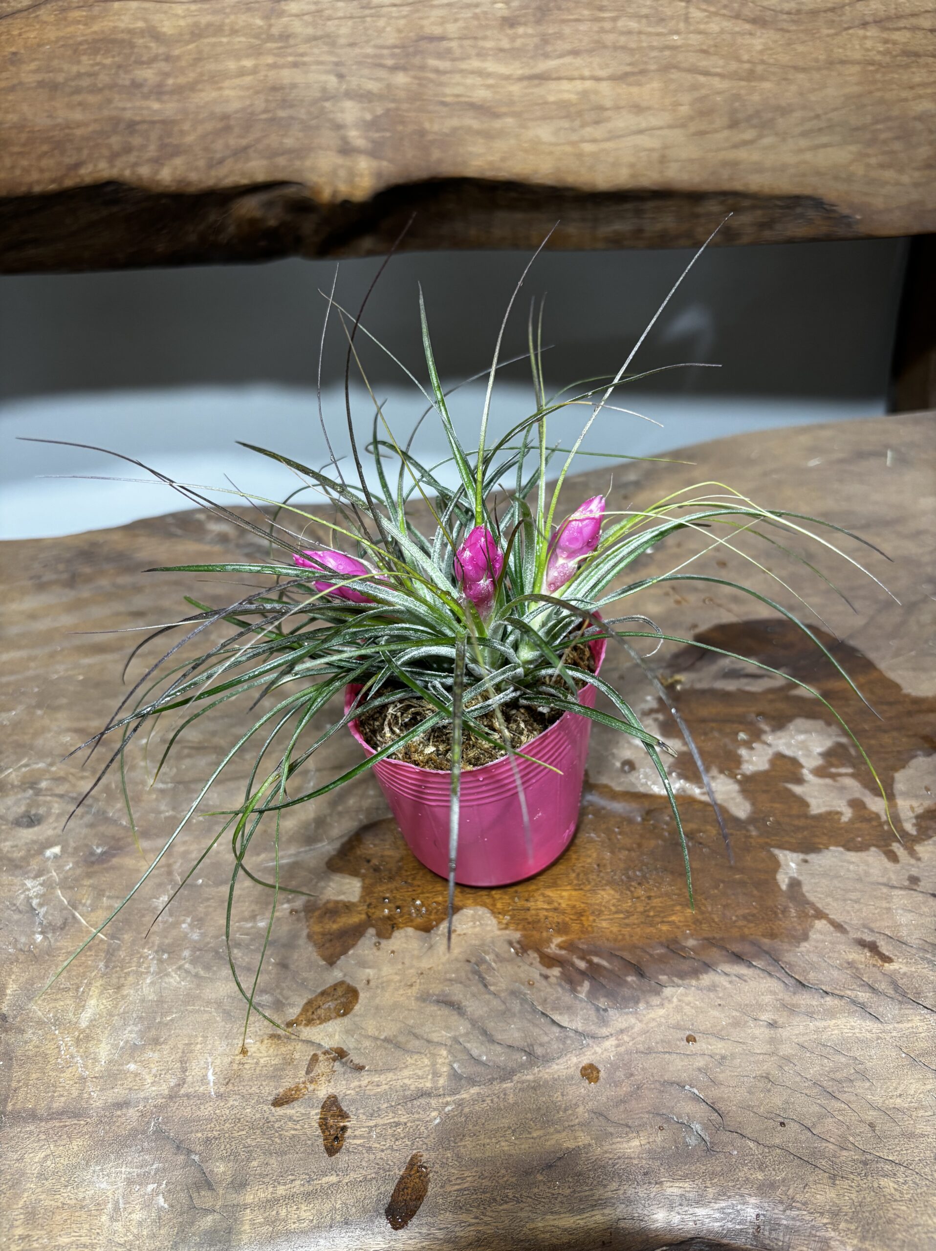 チランドシア いちごちゃん - 画像 (2)