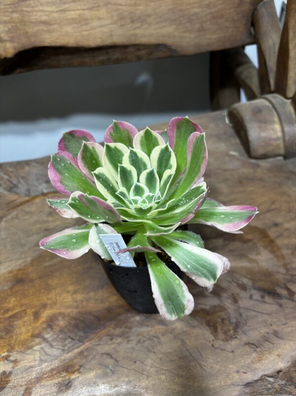 アエオニウム・リバーストーン | Plants Shop Big Smile 通販