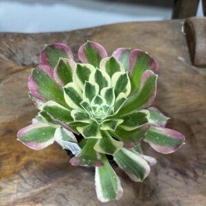アエオニウム・リバーストーン | Plants Shop Big Smile 通販