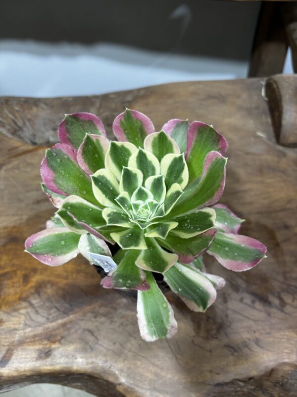 アエオニウム・リバーストーン | Plants Shop Big Smile 通販