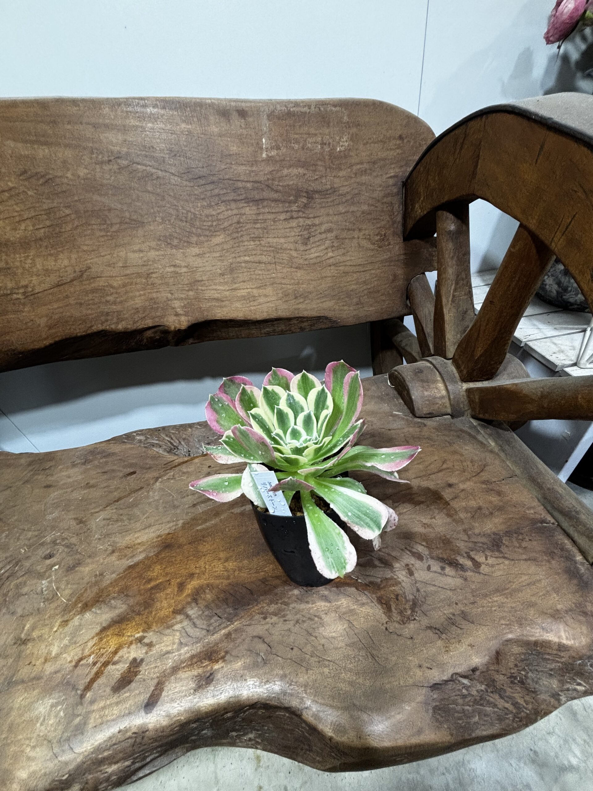 アエオニウム・リバーストーン - 画像 (3)