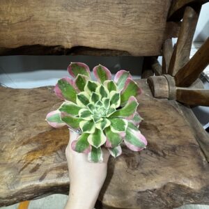アエオニウム・リバーストーン | Plants Shop Big Smile 通販