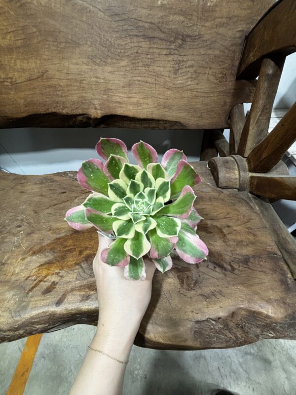 アエオニウム・リバーストーン | Plants Shop Big Smile 通販