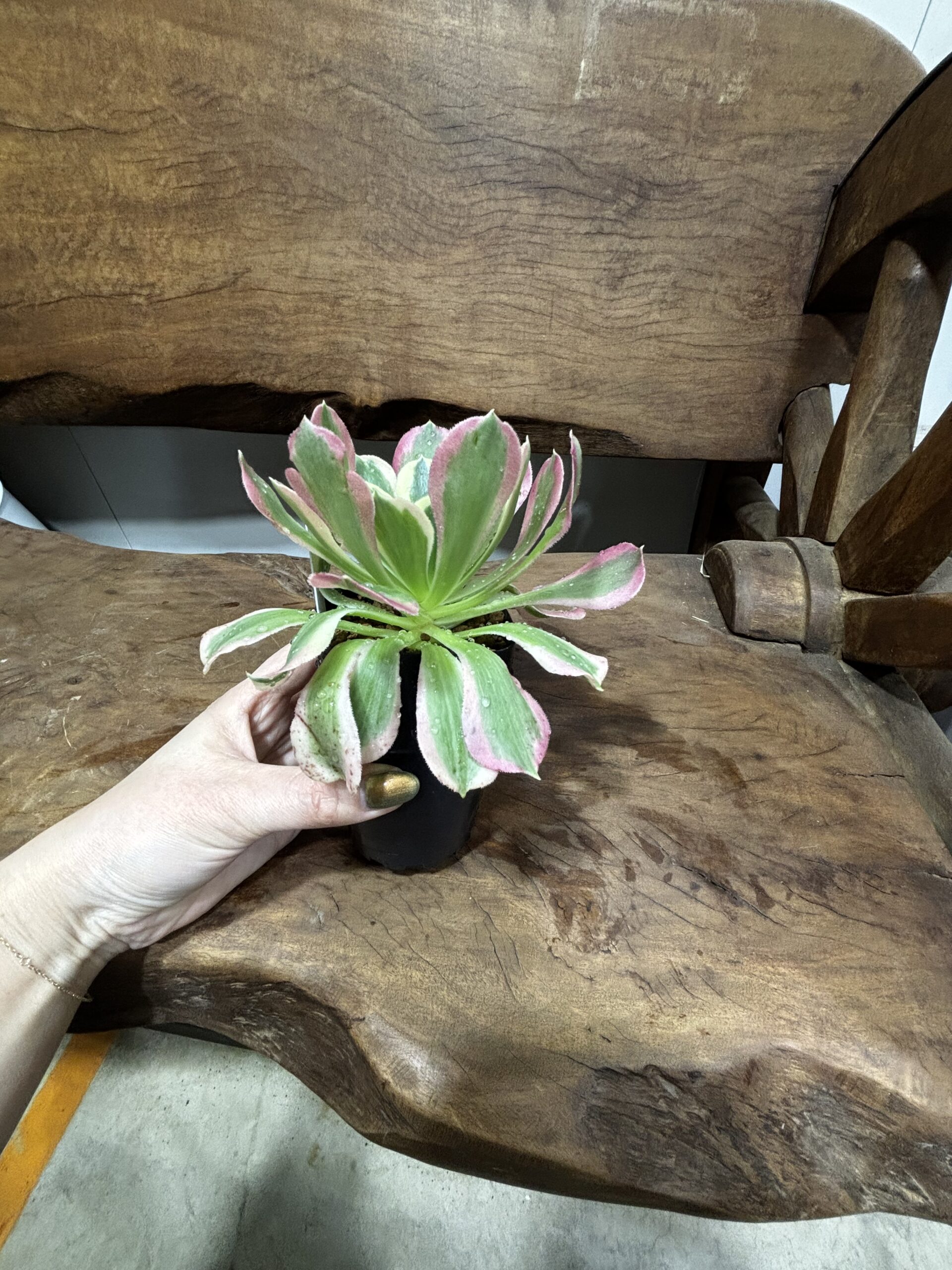 アエオニウム・リバーストーン - 画像 (5)