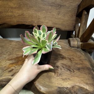 アエオニウム・リバーストーン | Plants Shop Big Smile 通販