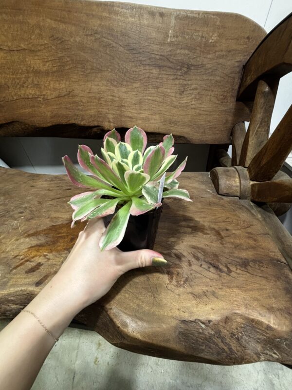 アエオニウム・リバーストーン | Plants Shop Big Smile 通販