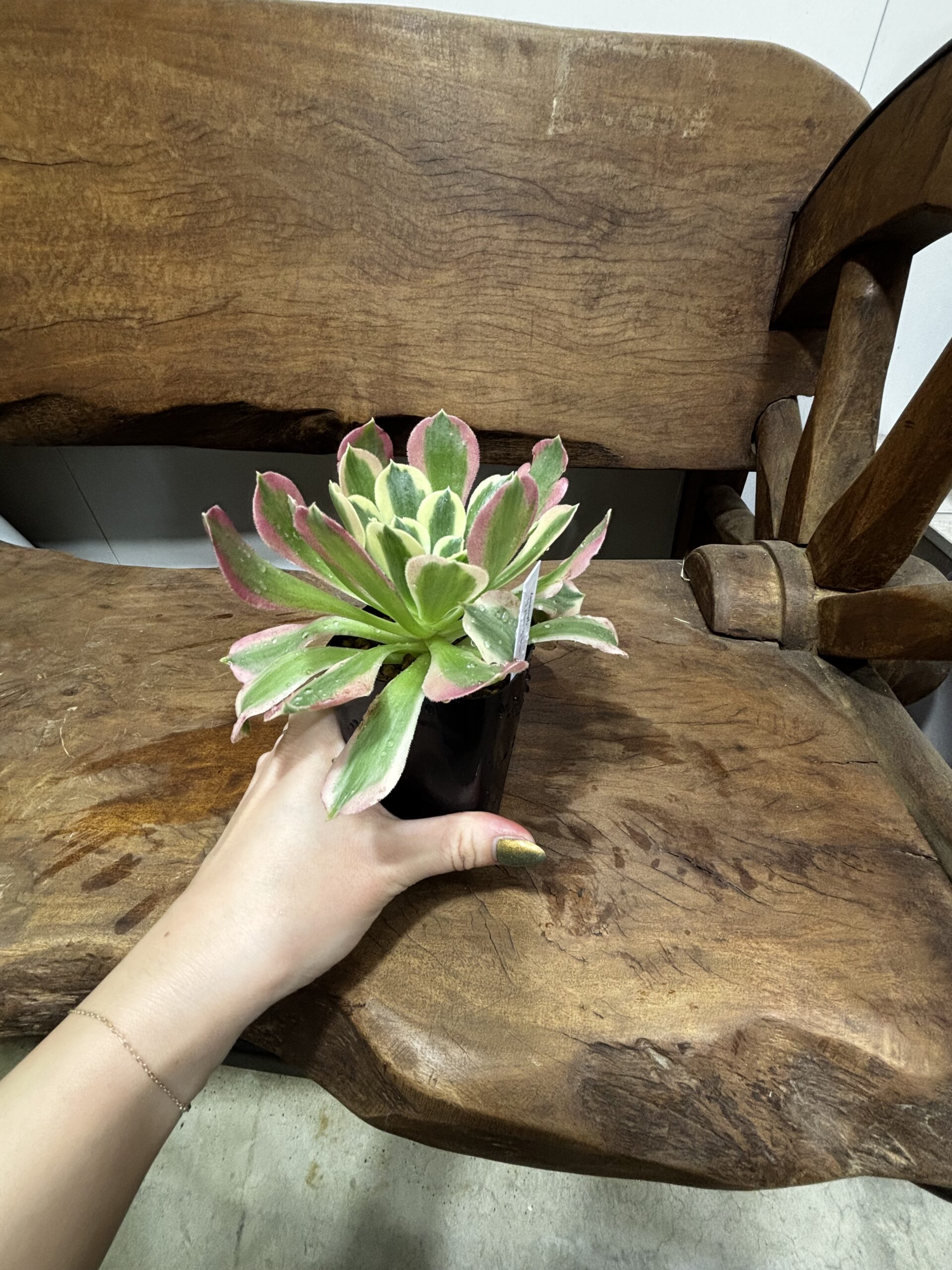 アエオニウム・リバーストーン - 画像 (6)