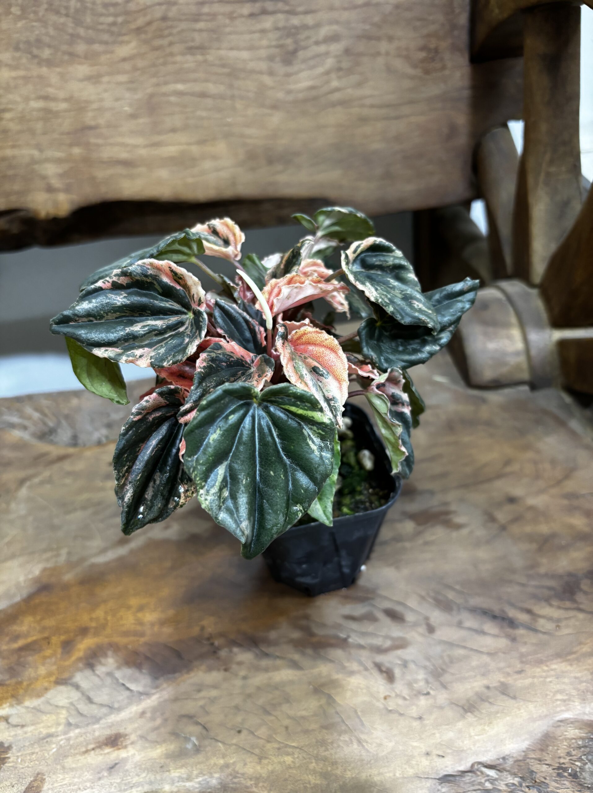 ペペロミア・ニューピンクレディ