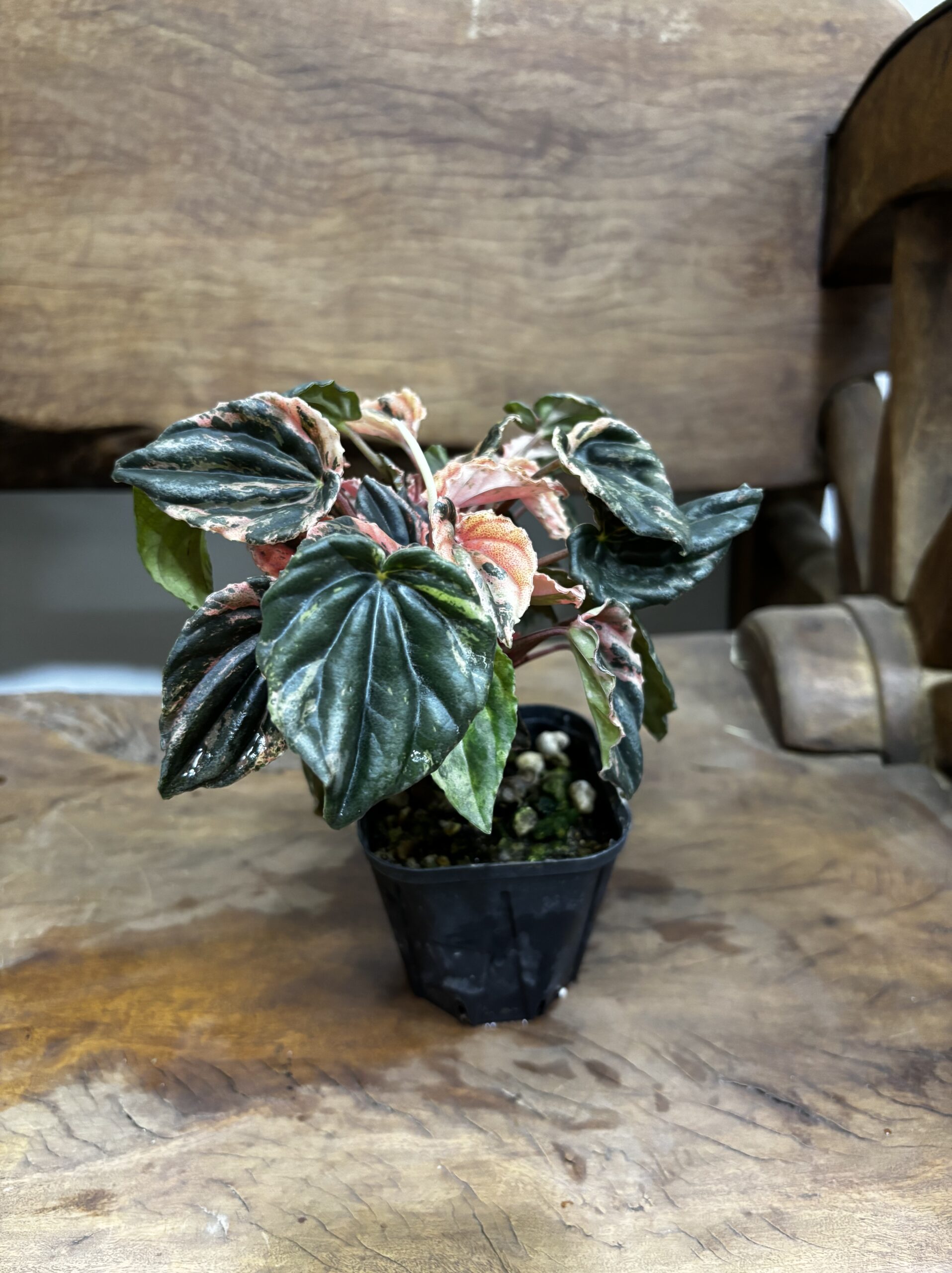 ペペロミア・ニューピンクレディ - 画像 (2)