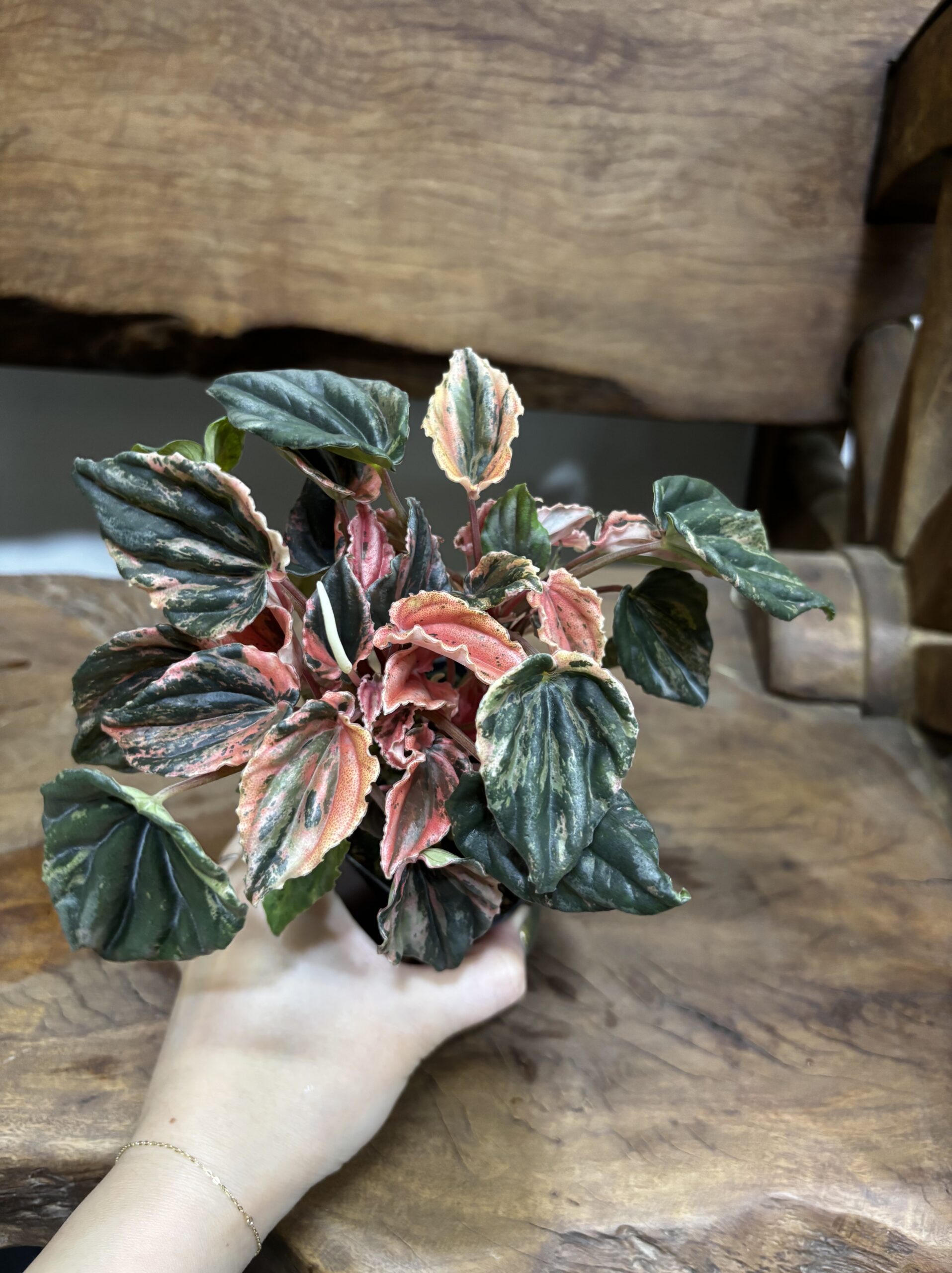 ペペロミア・ニューピンクレディ - 画像 (3)