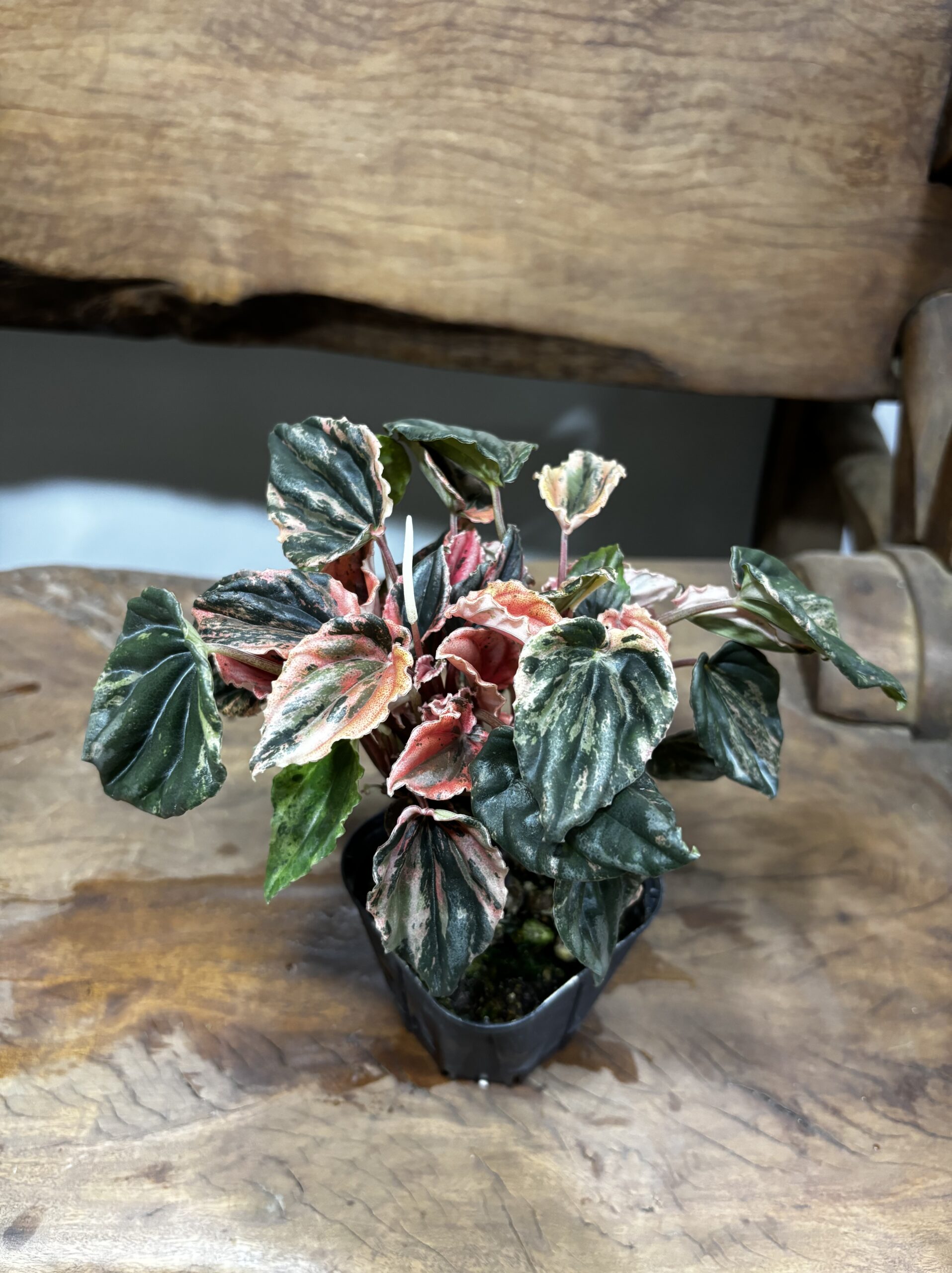 ペペロミア・ニューピンクレディ - 画像 (4)