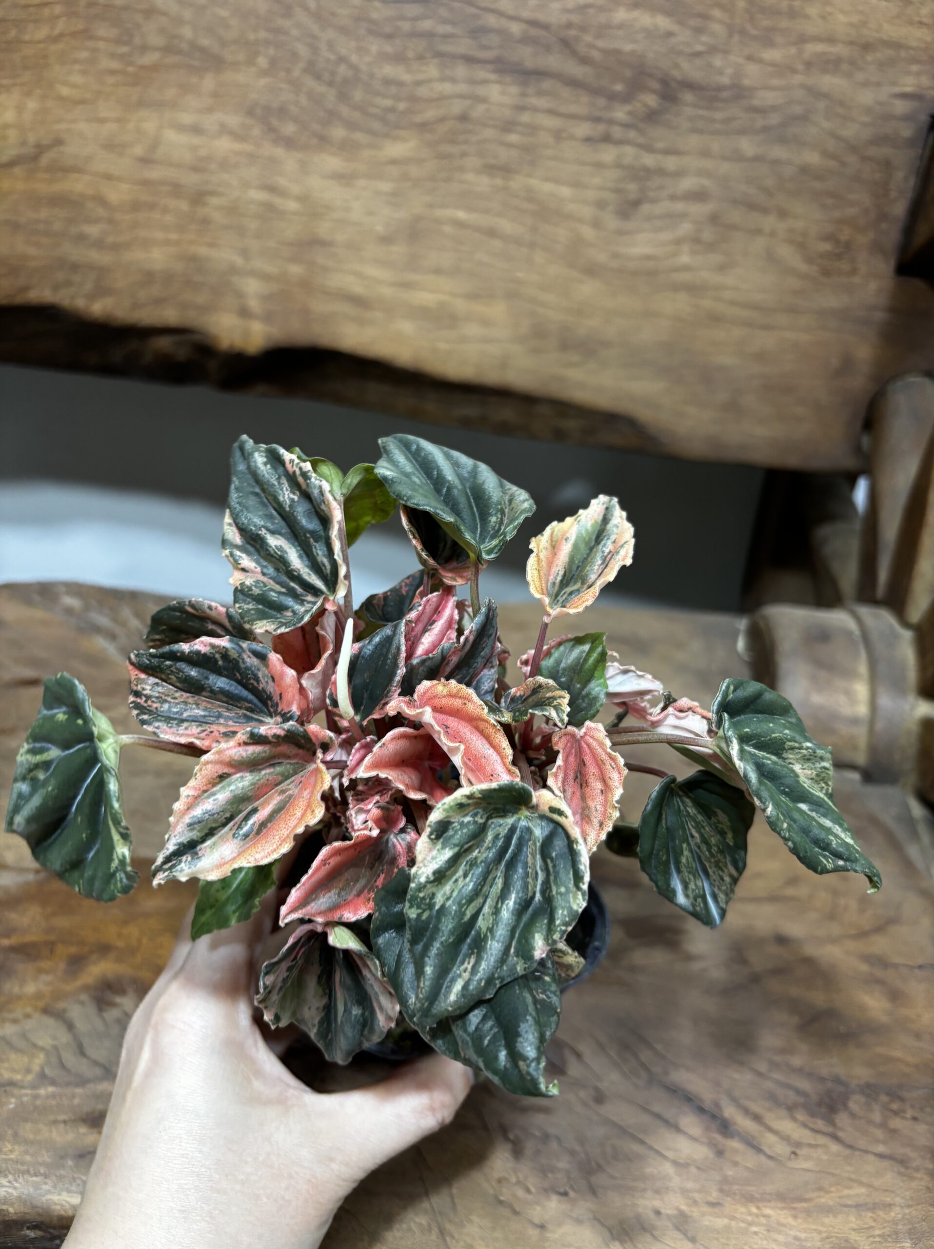 ペペロミア・ニューピンクレディ - 画像 (5)