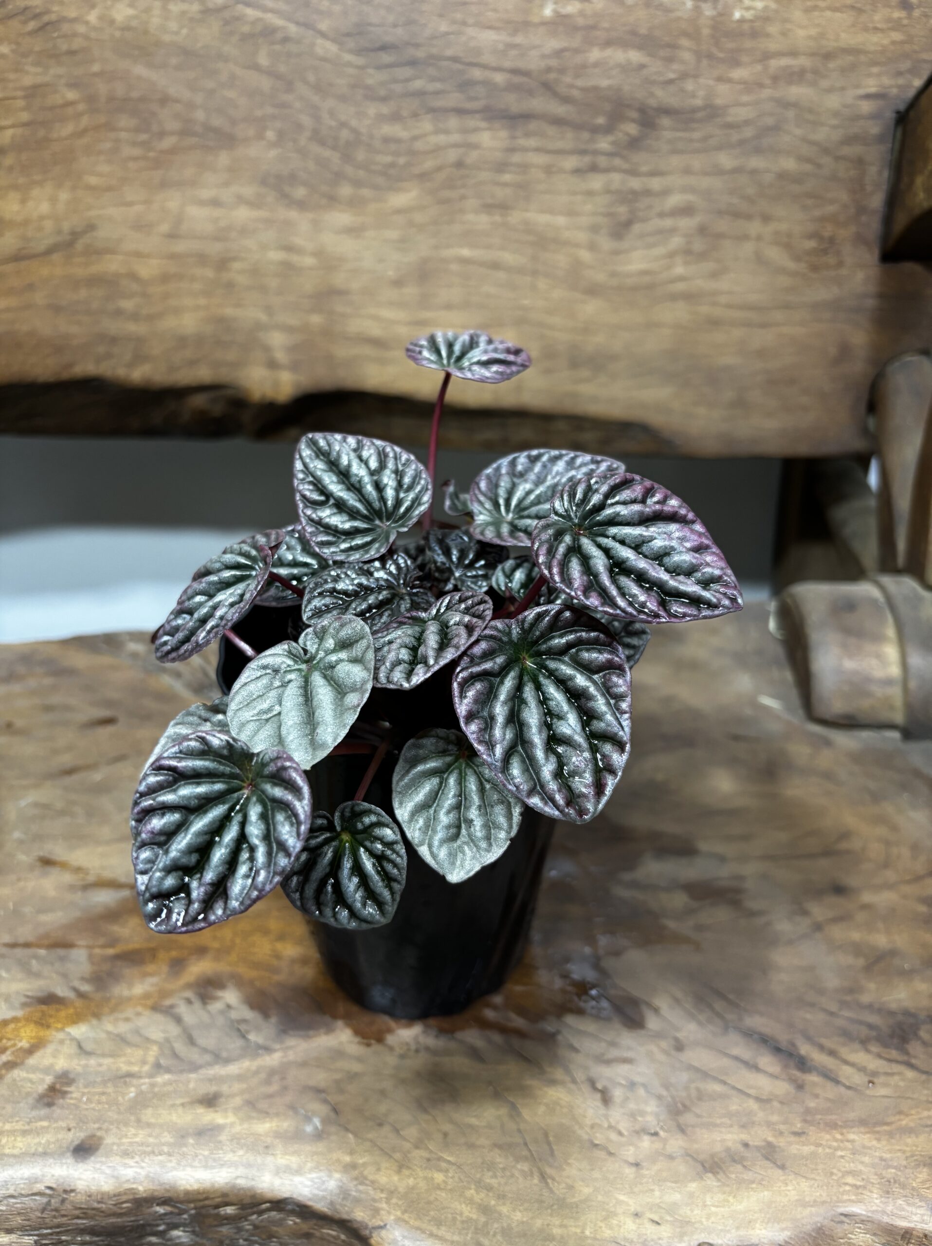 ペペロミア・カペラータ