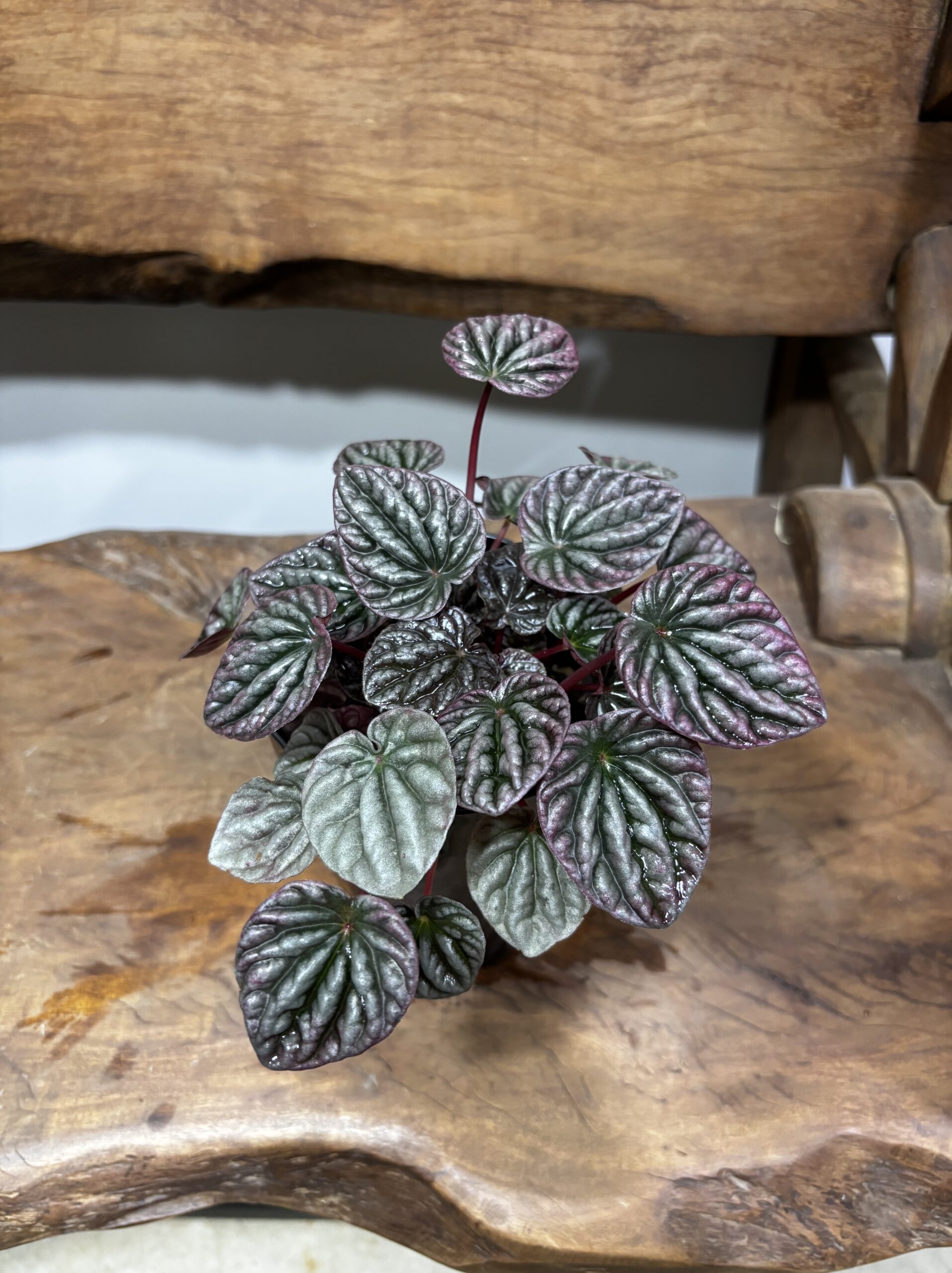 ペペロミア・カペラータ - 画像 (2)