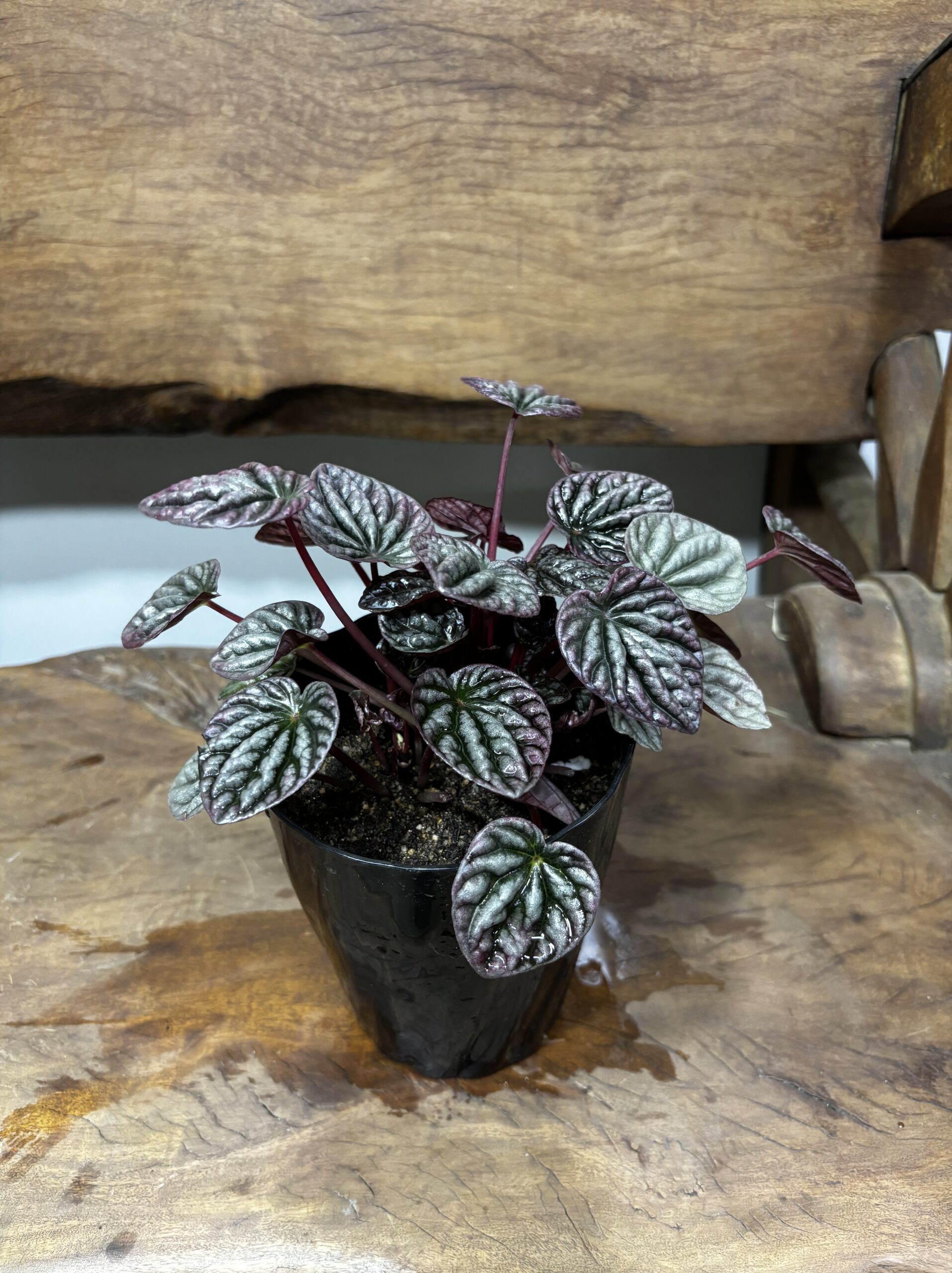 ペペロミア・カペラータ - 画像 (3)