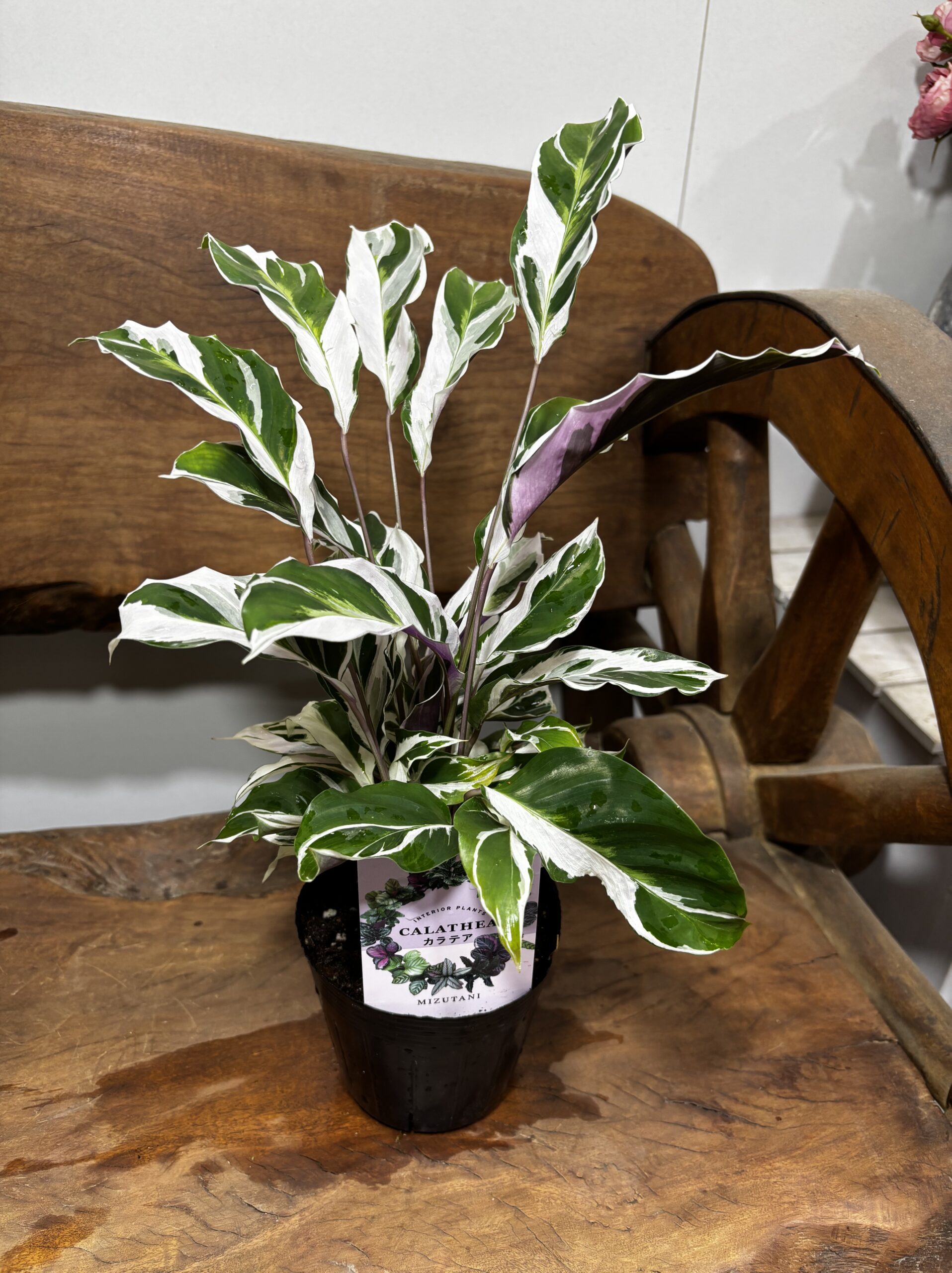 カラテア・ホワイトヒュージョン