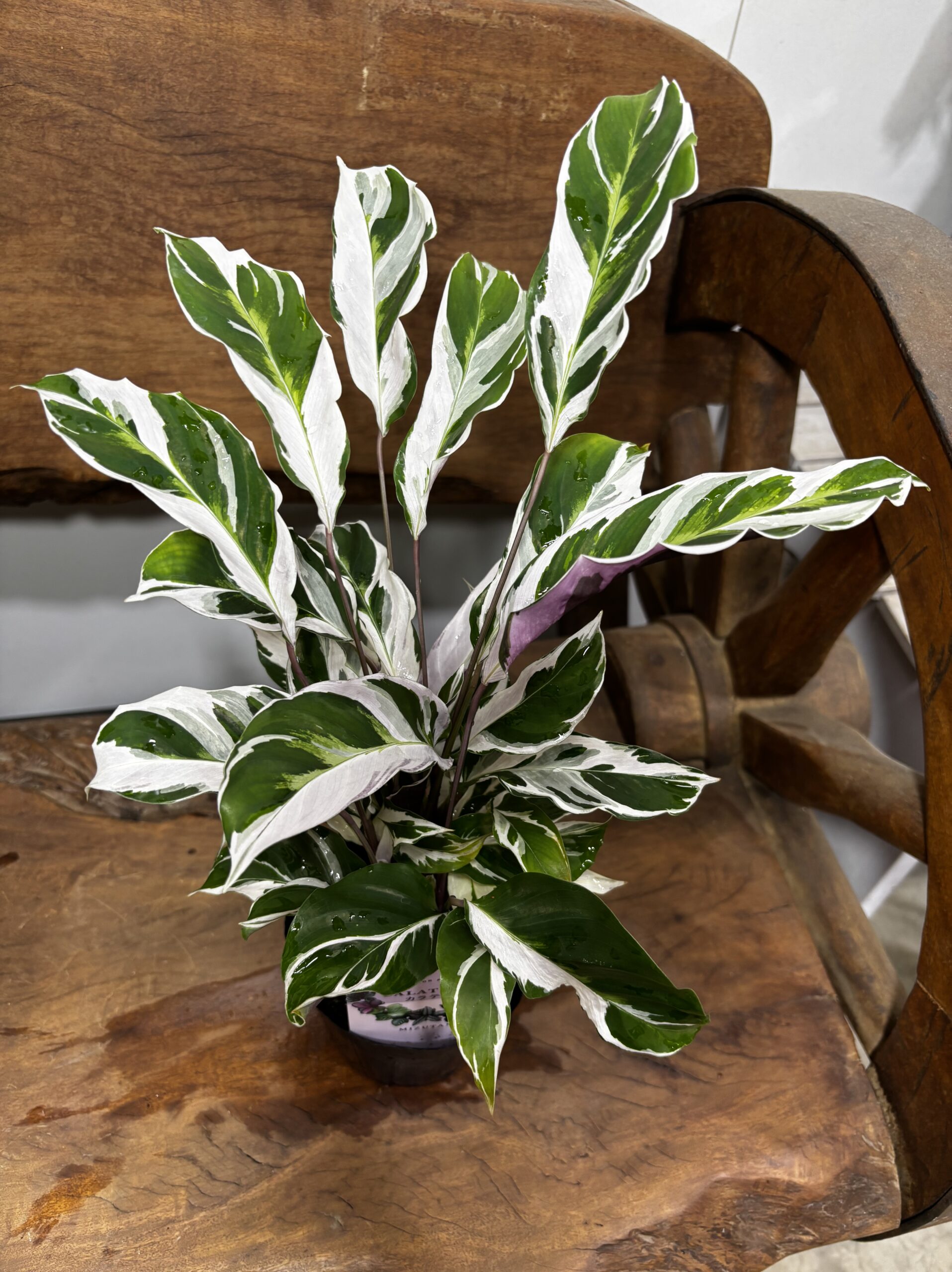 カラテア・ホワイトヒュージョン - 画像 (2)