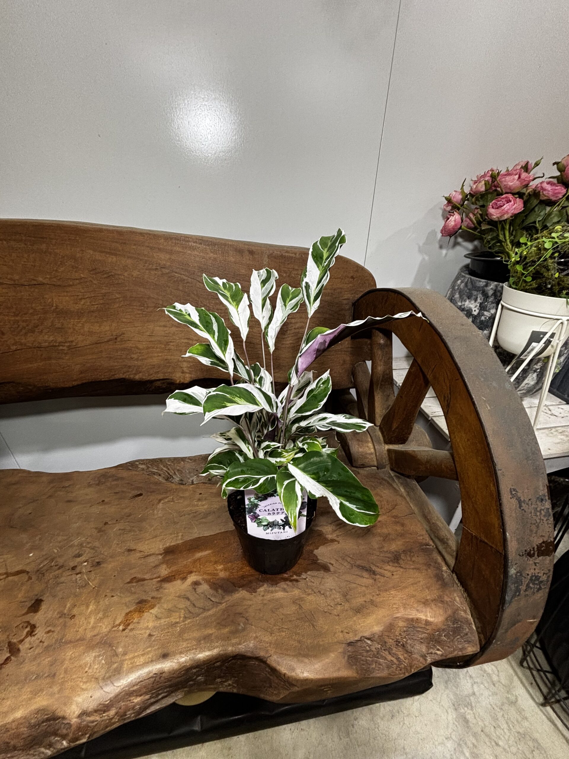 カラテア・ホワイトヒュージョン - 画像 (3)