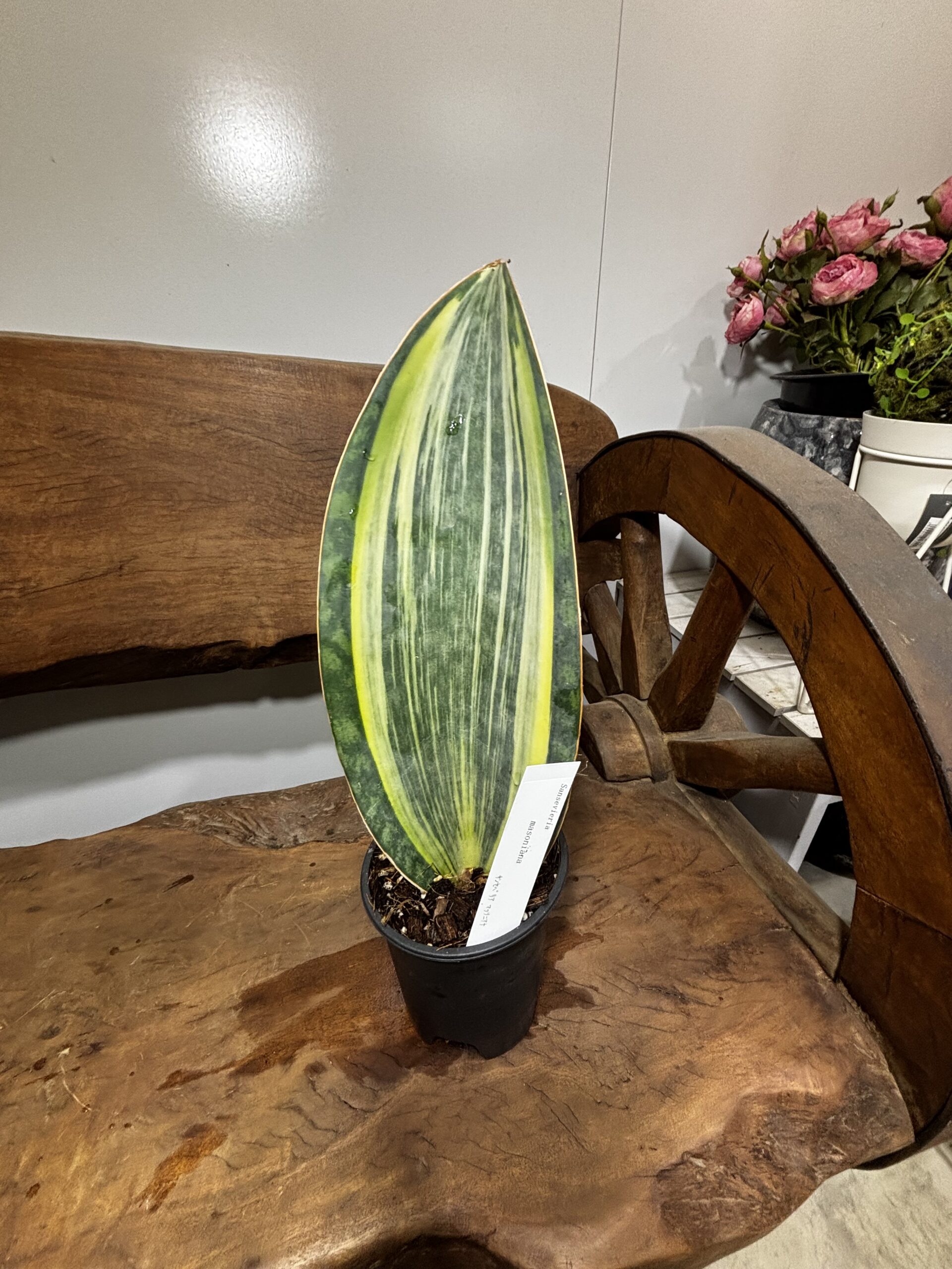 サンスベリア・マッソニアーナ 4号 - 画像 (2)