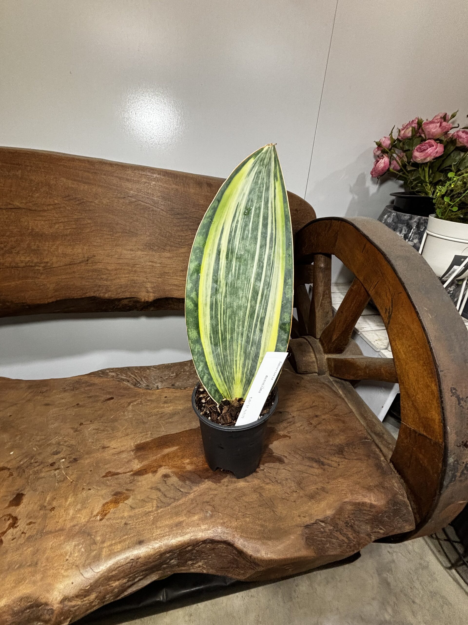 サンスベリア・マッソニアーナ 4号 - 画像 (3)