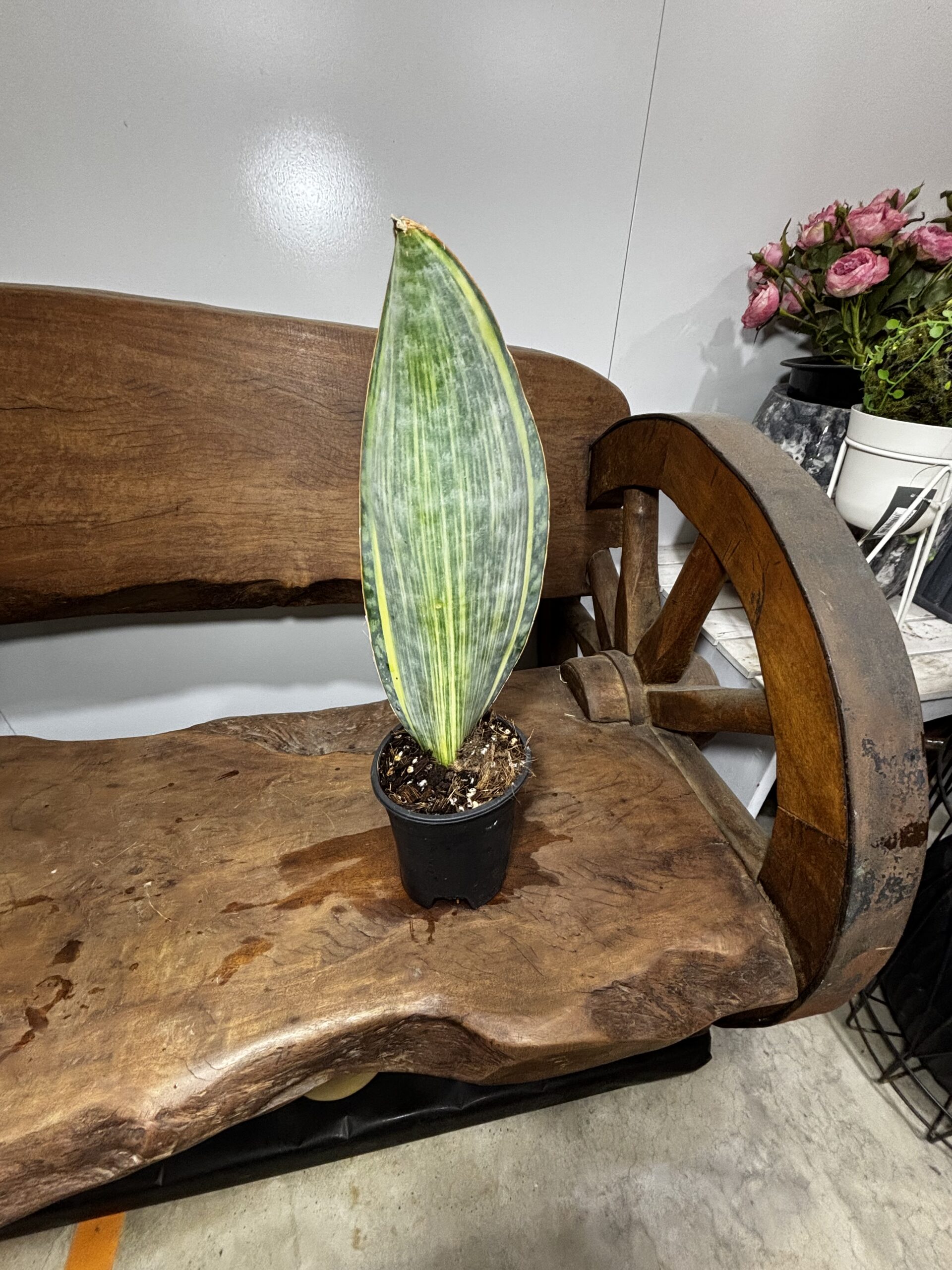 サンスベリア・マッソニアーナ 4号 - 画像 (4)