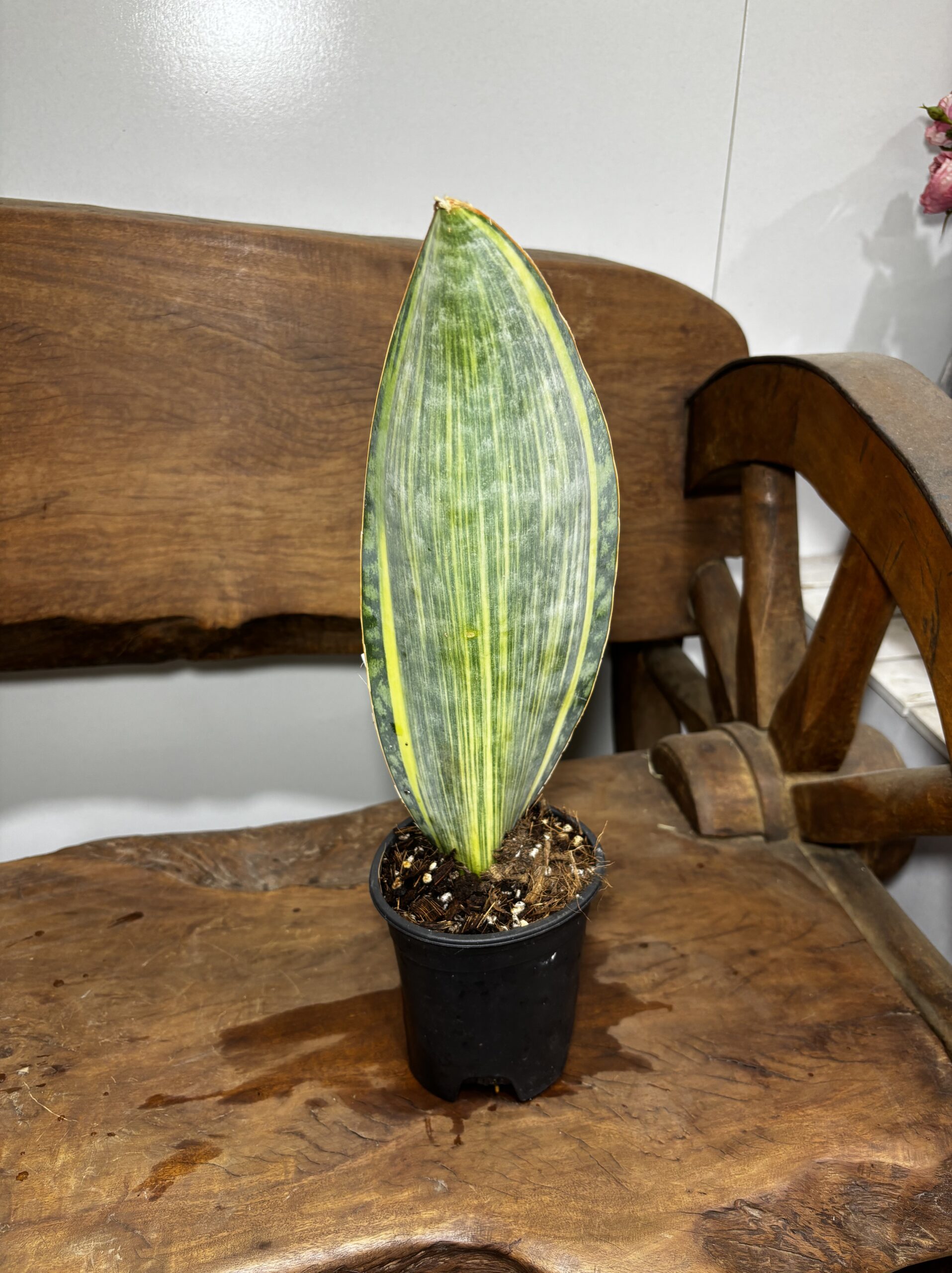 サンスベリア・マッソニアーナ 4号