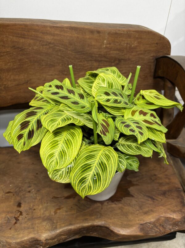マランタ・ライトベインズ 3号/5号 | Plants Shop Big Smile 通販