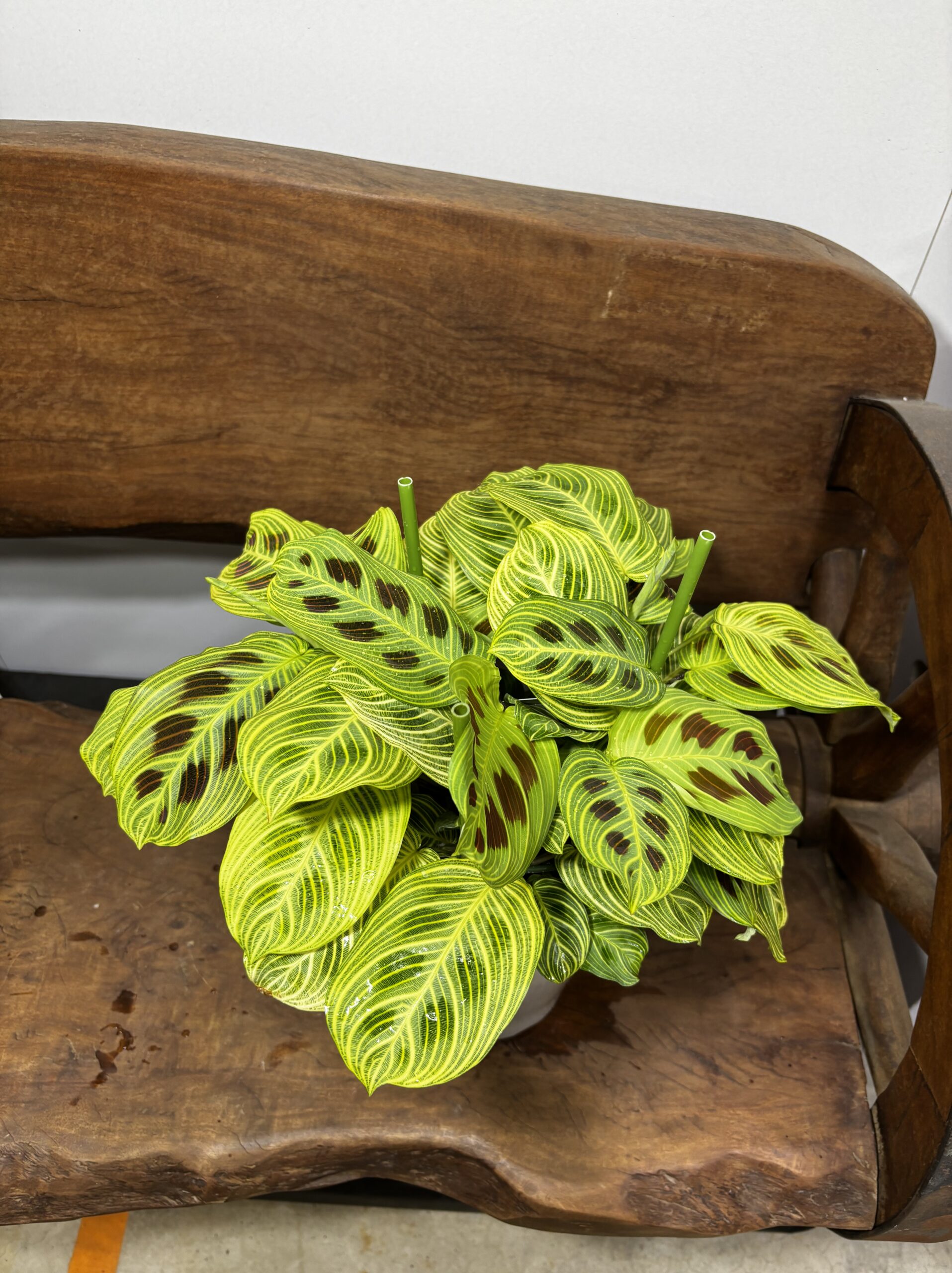 マランタ・ライトベインズ　5号 - 画像 (2)