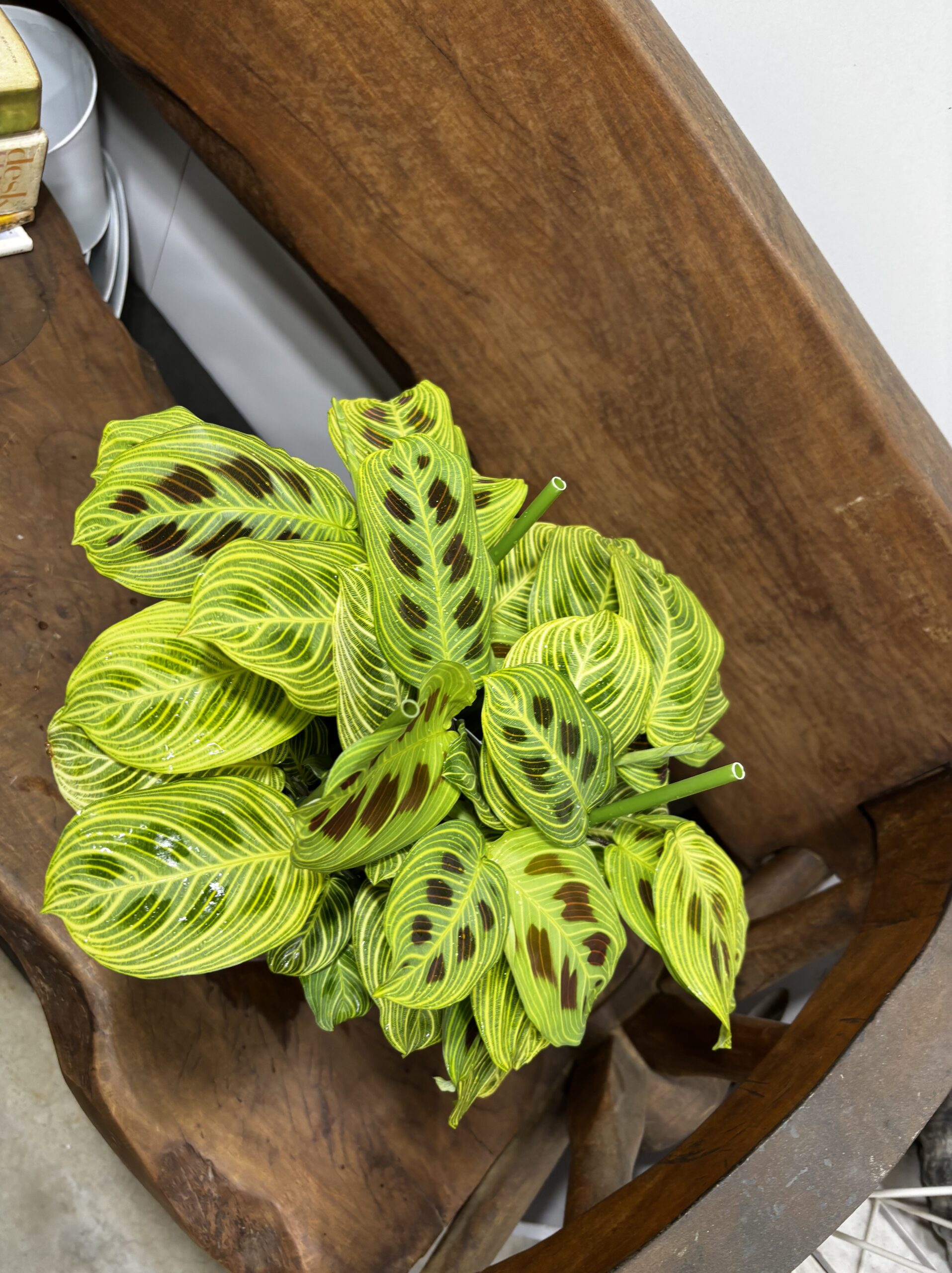 マランタ・ライトベインズ　5号 - 画像 (3)