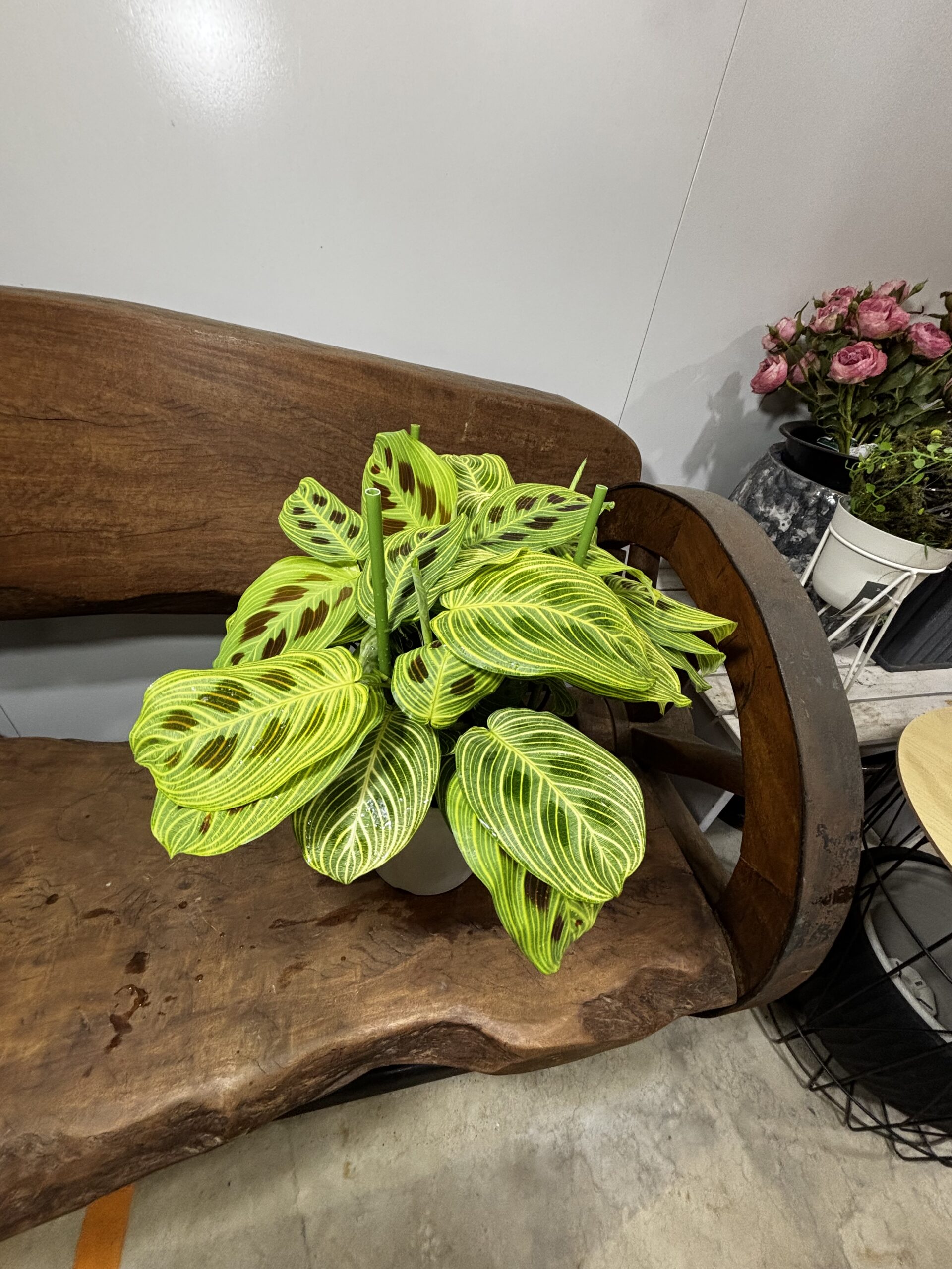 マランタ・ライトベインズ　5号 - 画像 (4)