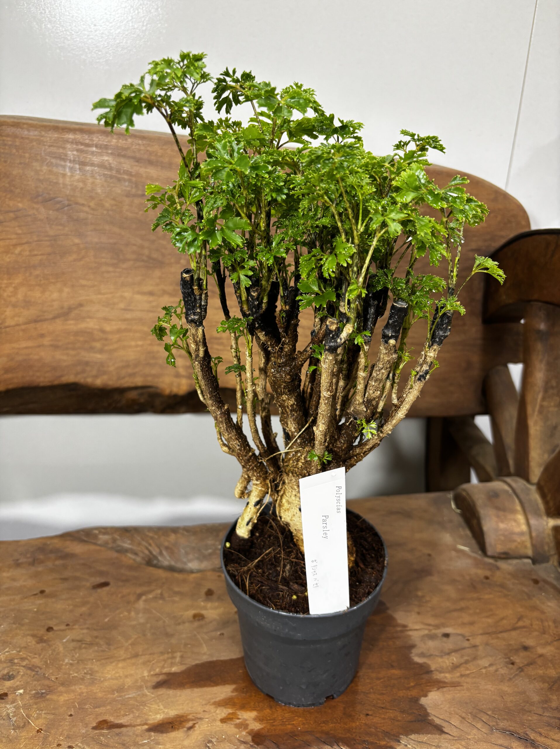 ポリシャス・パセリ 4号