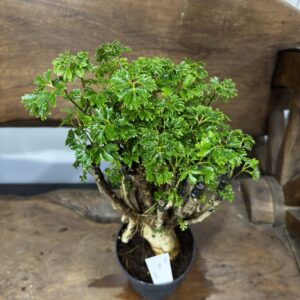 ポリシャス・パセリ 4号 | Plants Shop Big Smile 通販