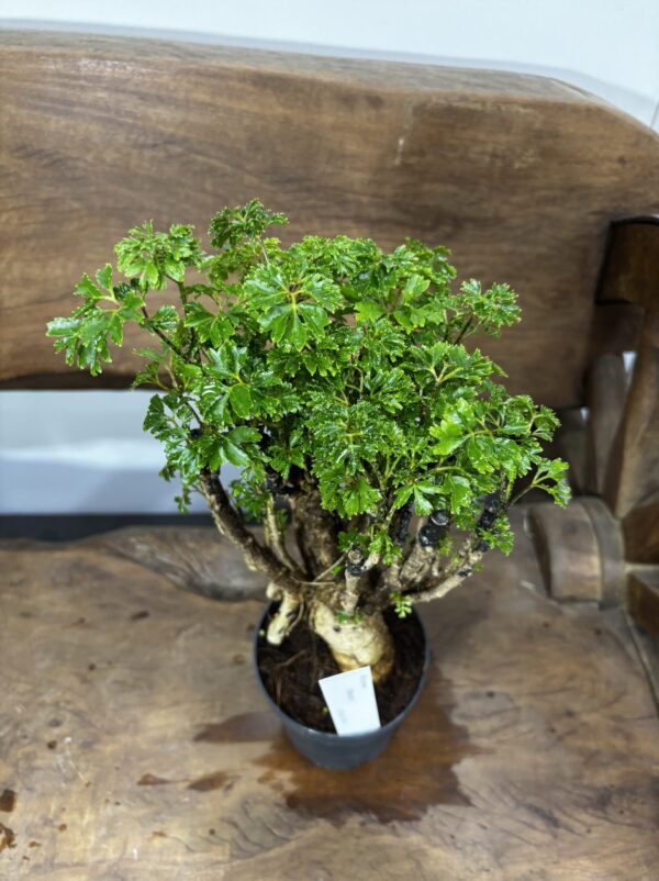 ポリシャス・パセリ 4号 | Plants Shop Big Smile 通販