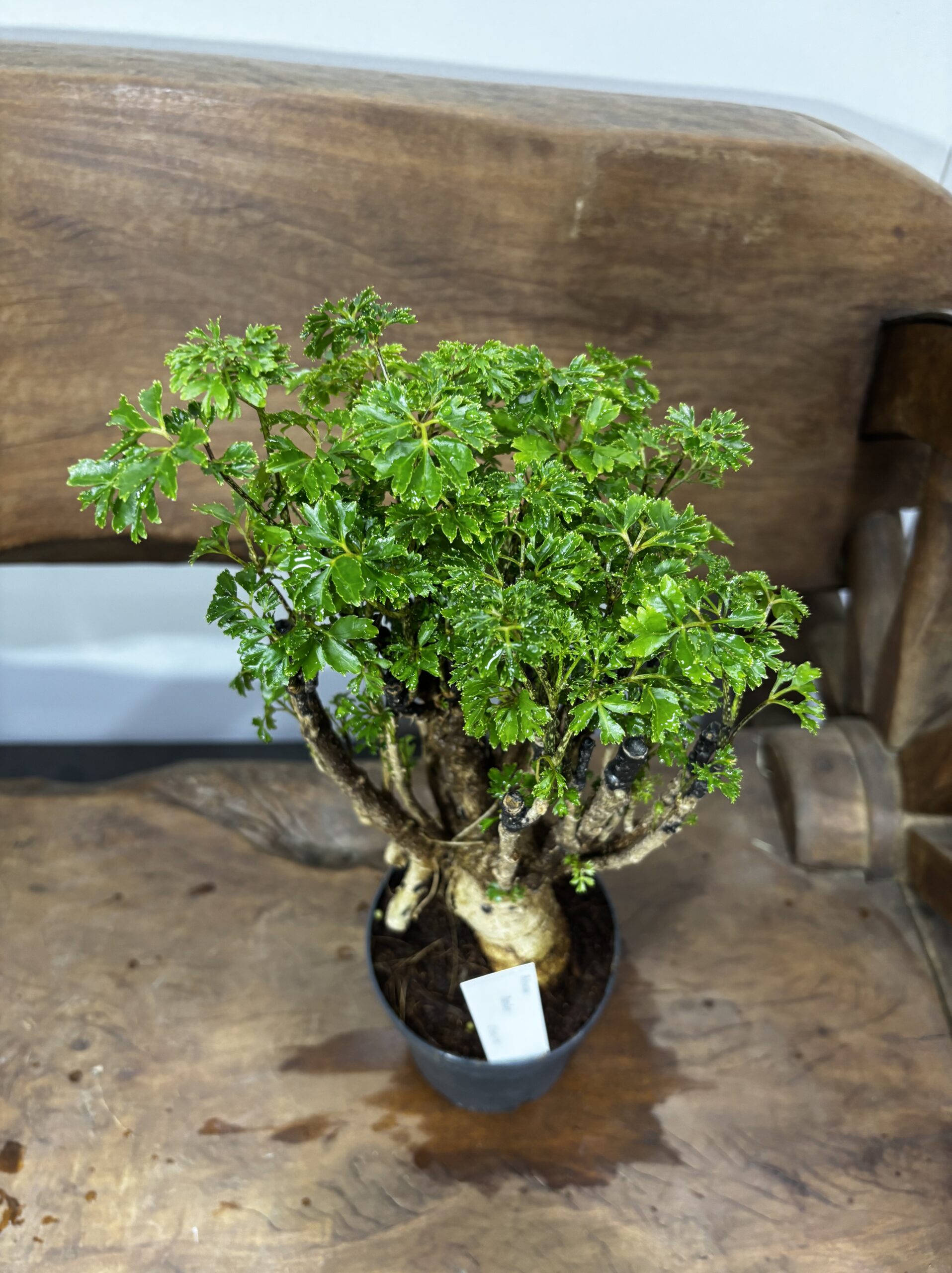 ポリシャス・パセリ 4号 - 画像 (2)