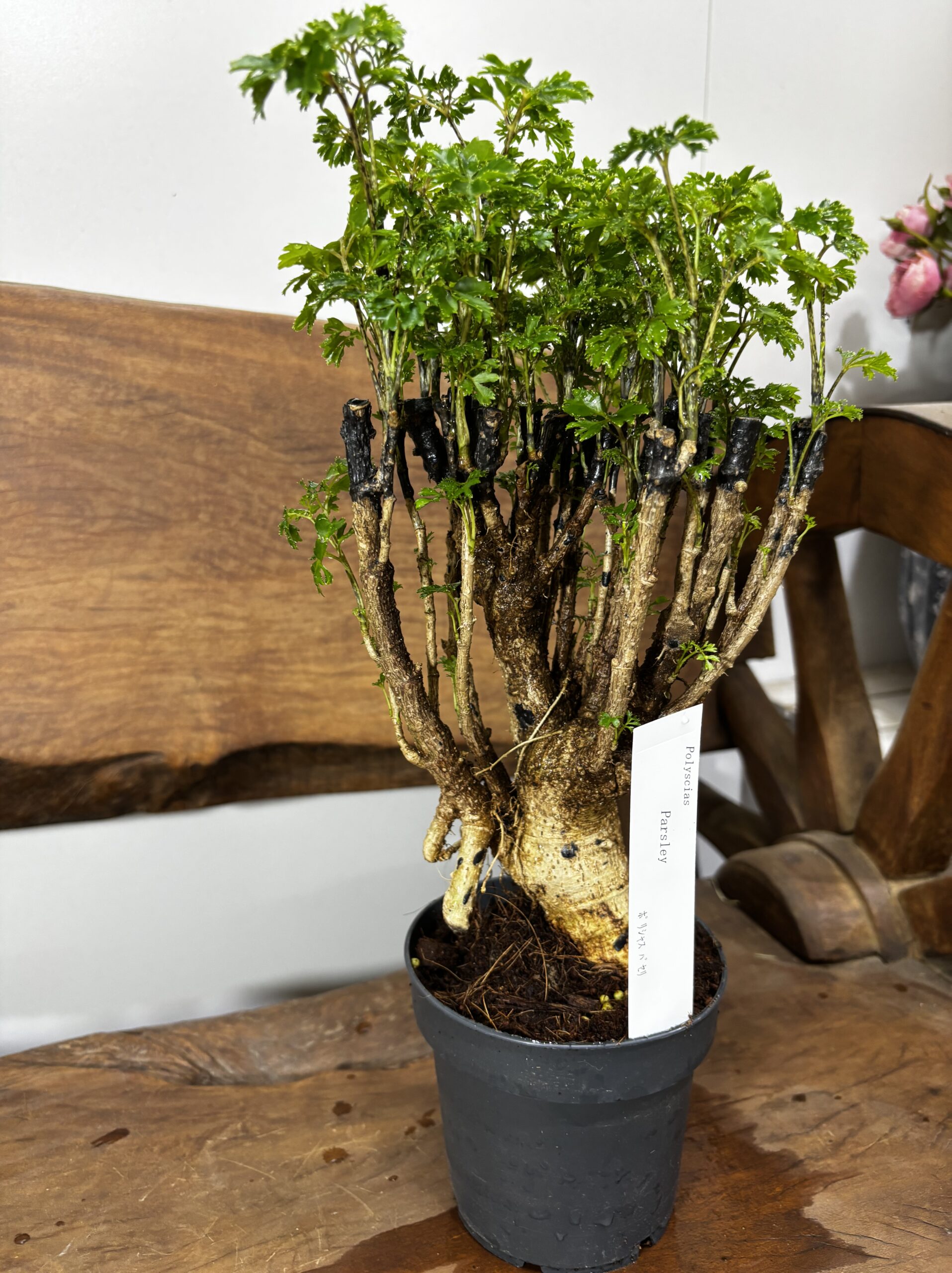 ポリシャス・パセリ 4号 - 画像 (3)