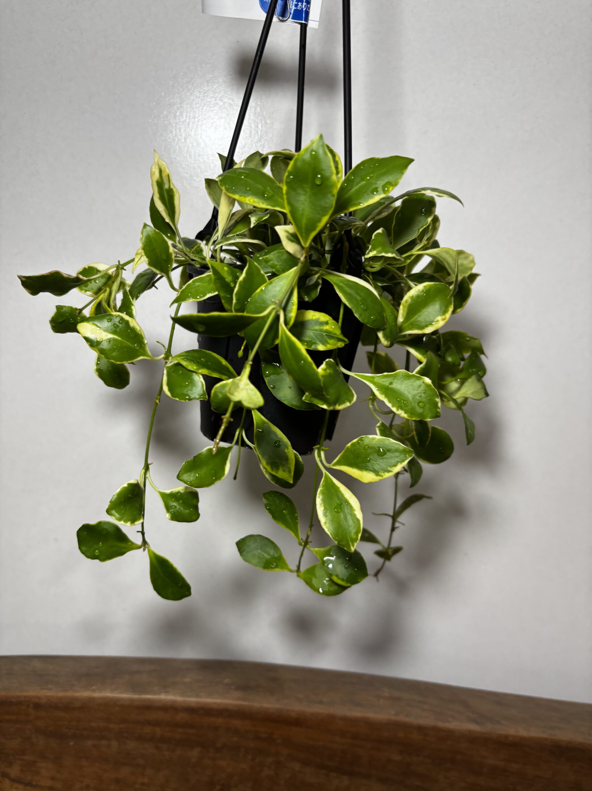 ホヤ・へウスケリアナ - 画像 (3)