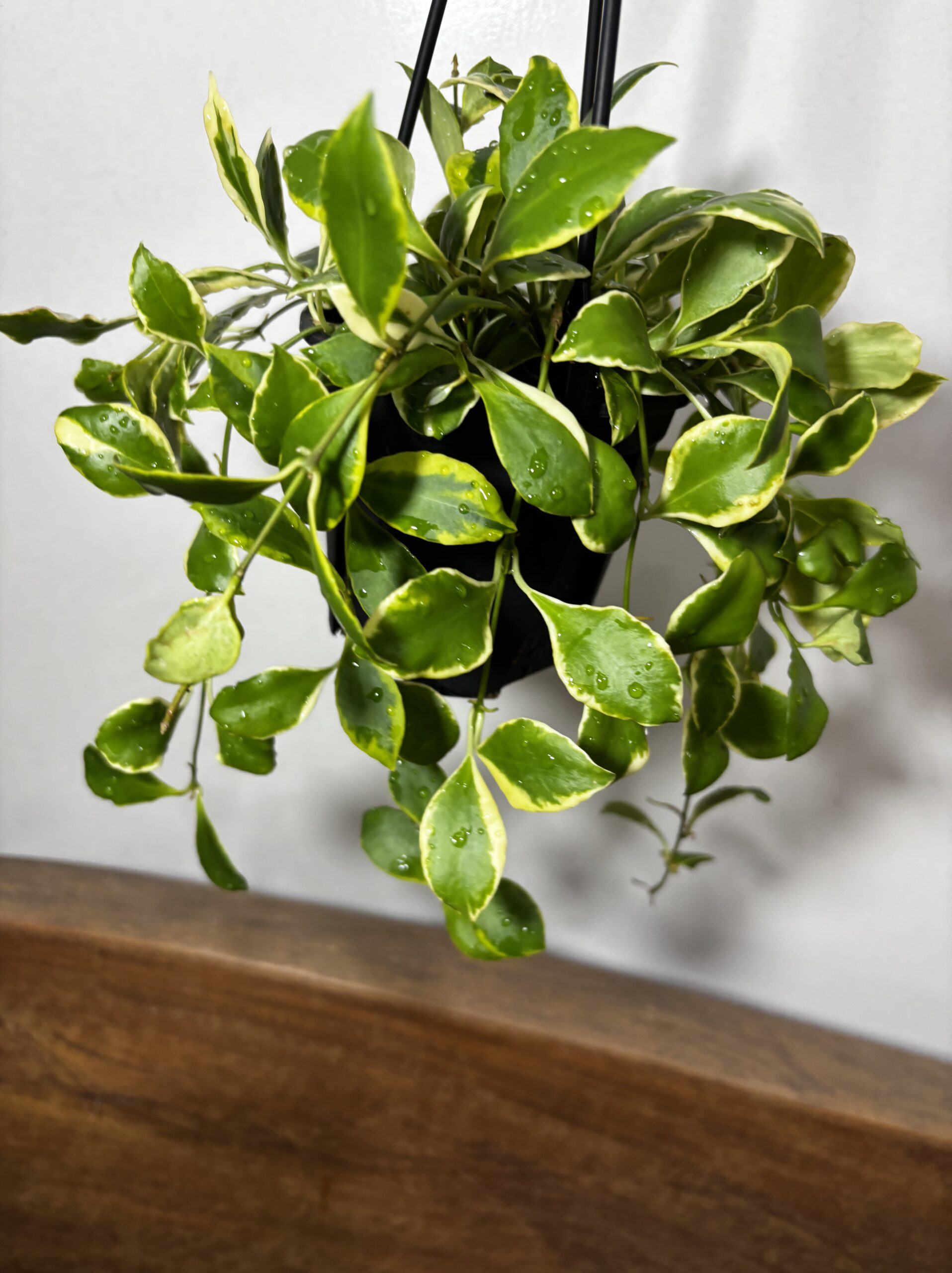 ホヤ・へウスケリアナ - 画像 (2)