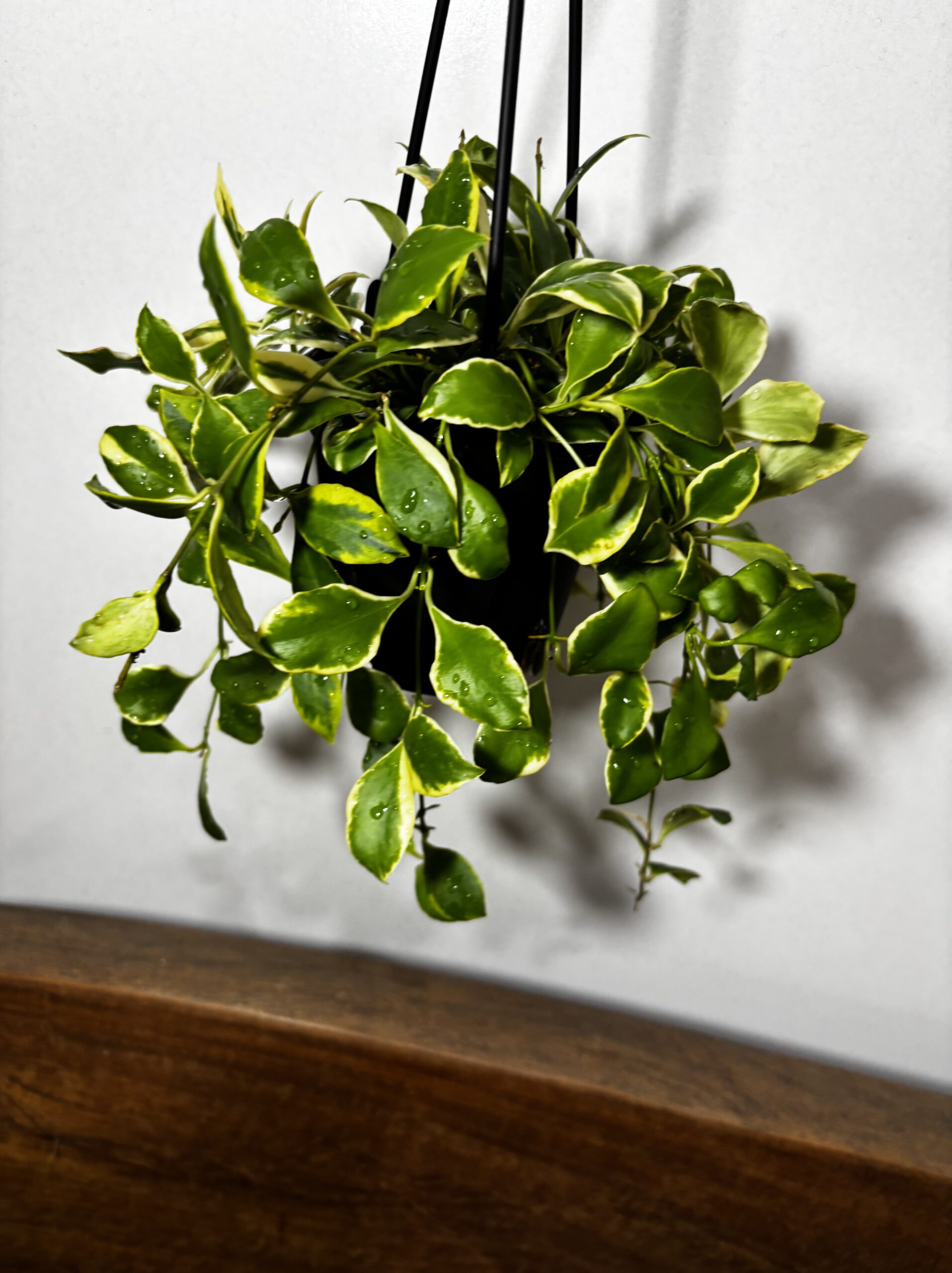 ホヤ・へウスケリアナ