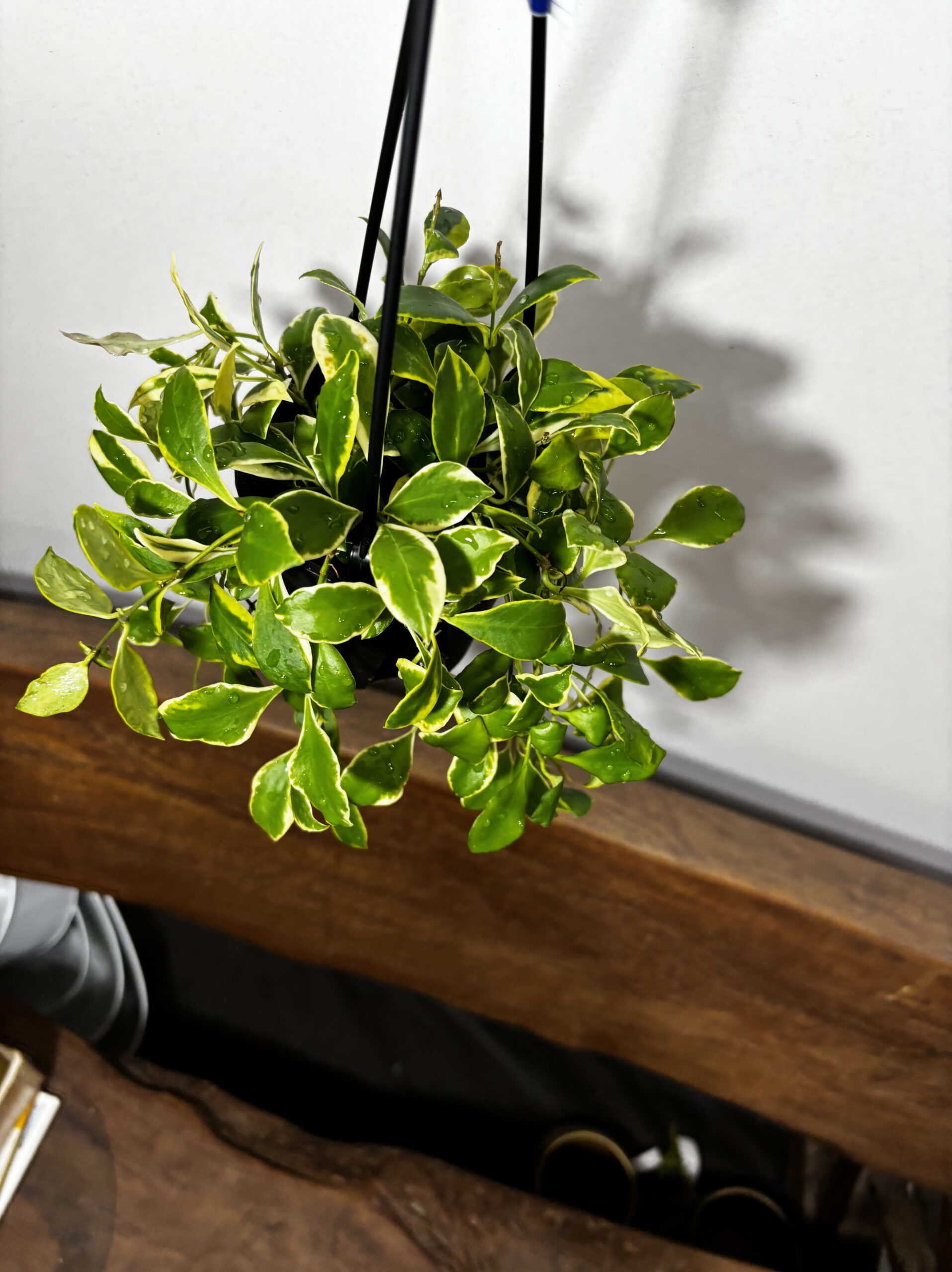 ホヤ・へウスケリアナ - 画像 (4)