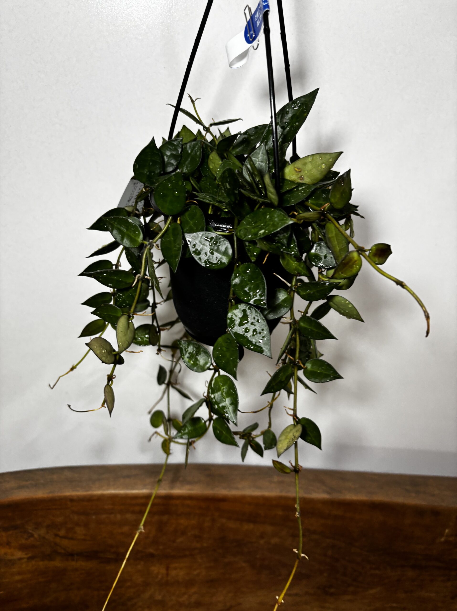 ホヤ・クロニアナ - 画像 (5)